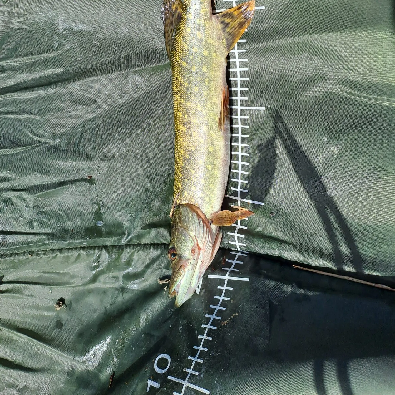 Northern pike caught on Fishbrain