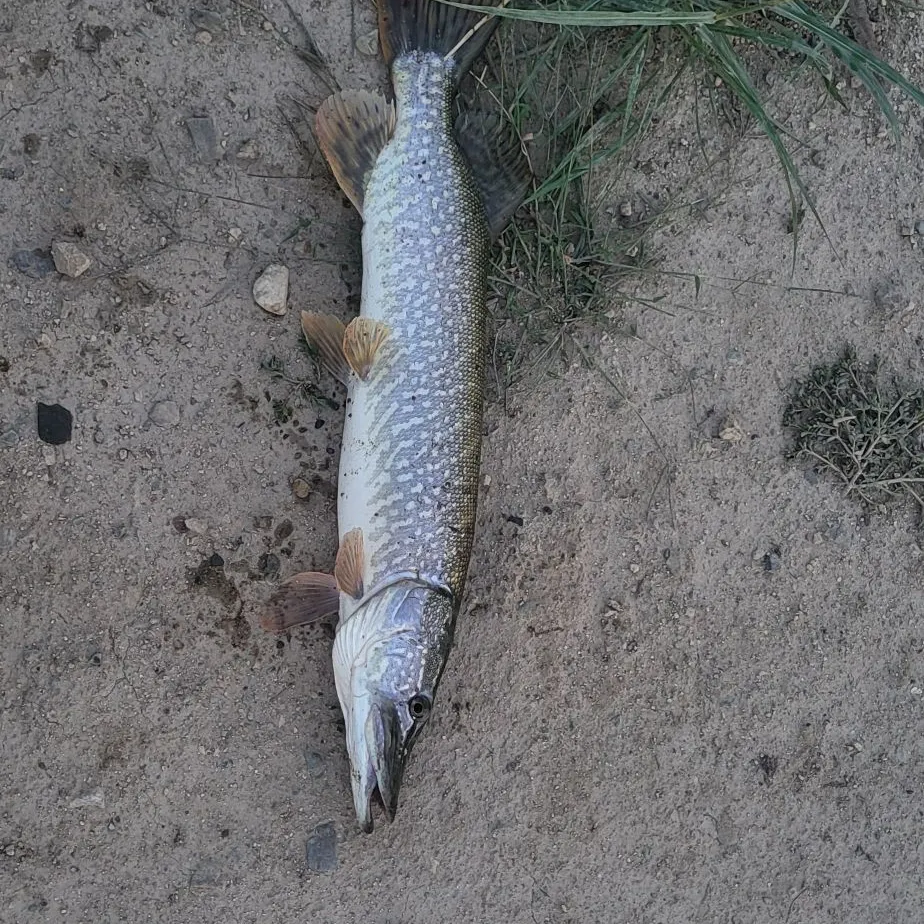 Northern pike caught on Fishbrain