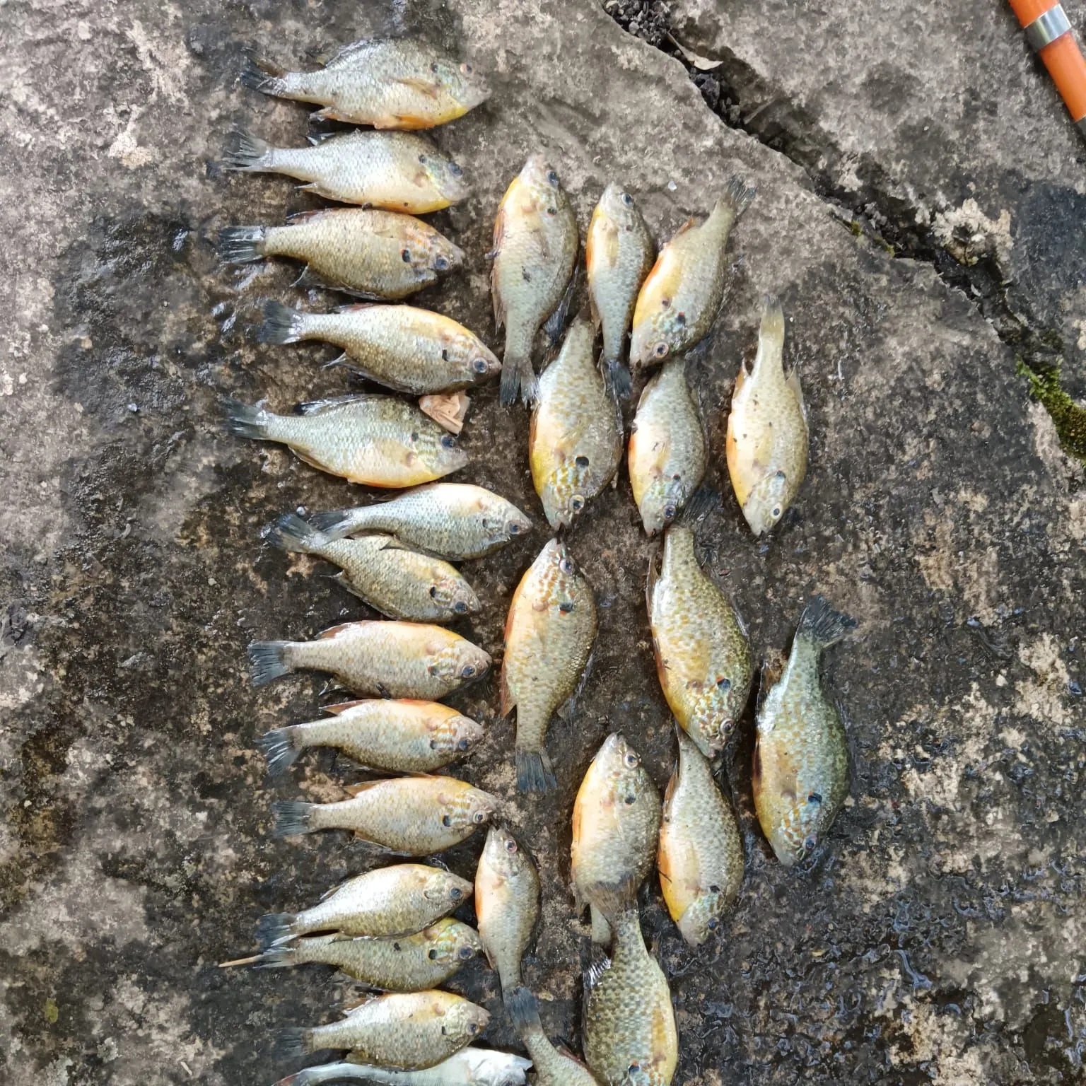 recently logged catches