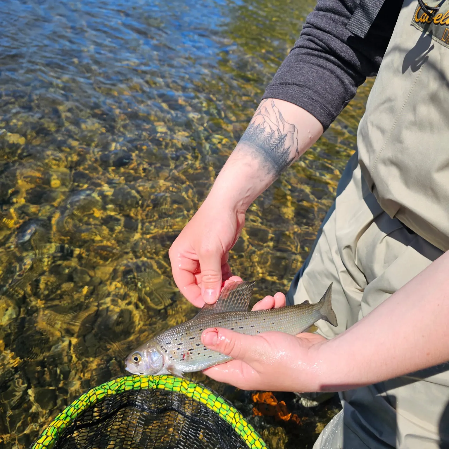recently logged catches