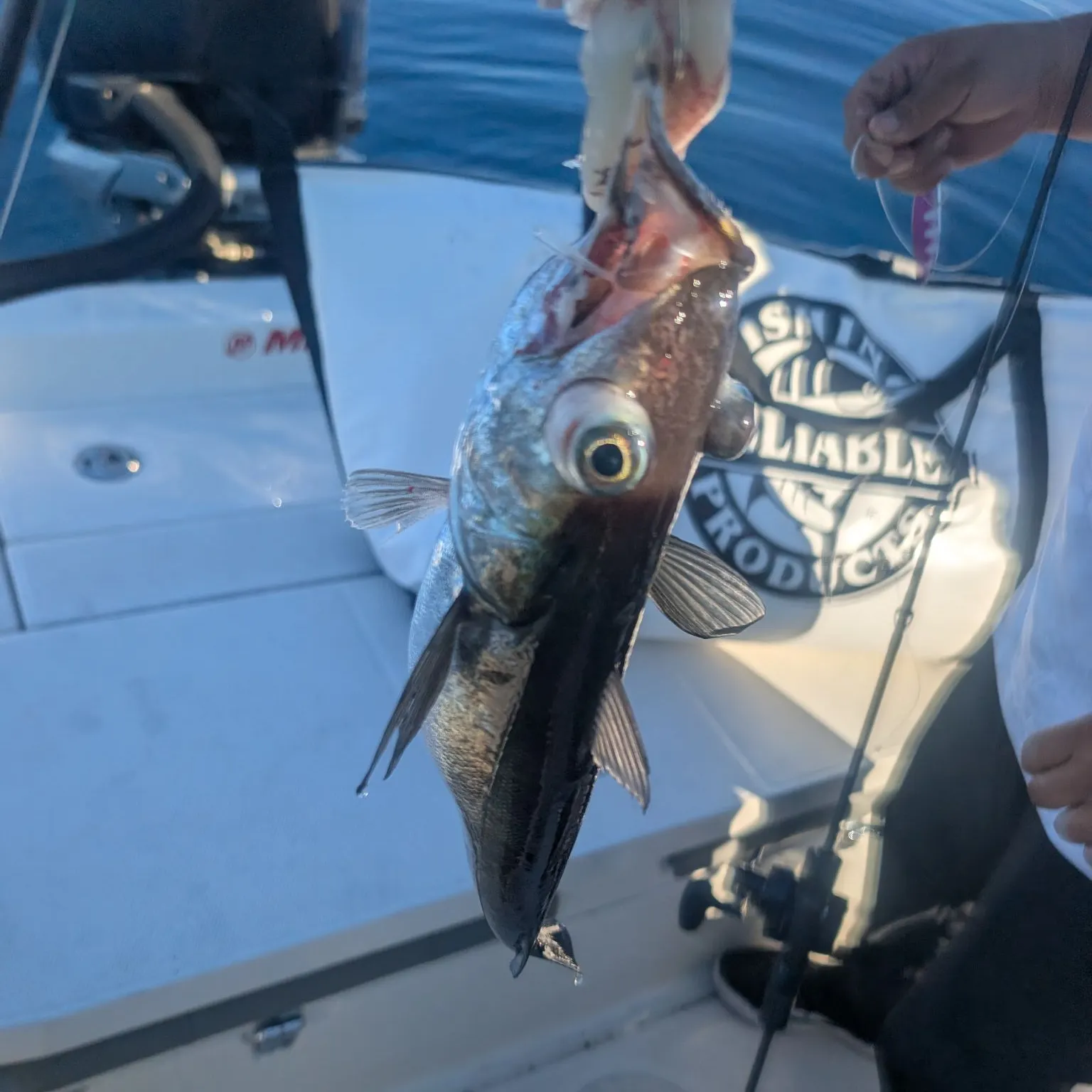 The most recent Pacific whiting catches on Fishbrain