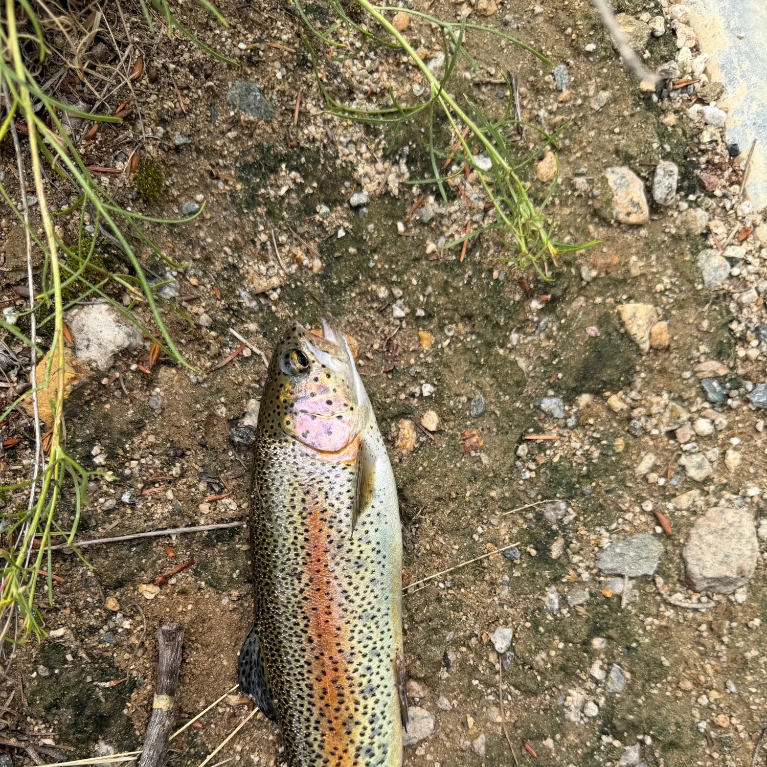 Rainbow trout caught on Fishbrain