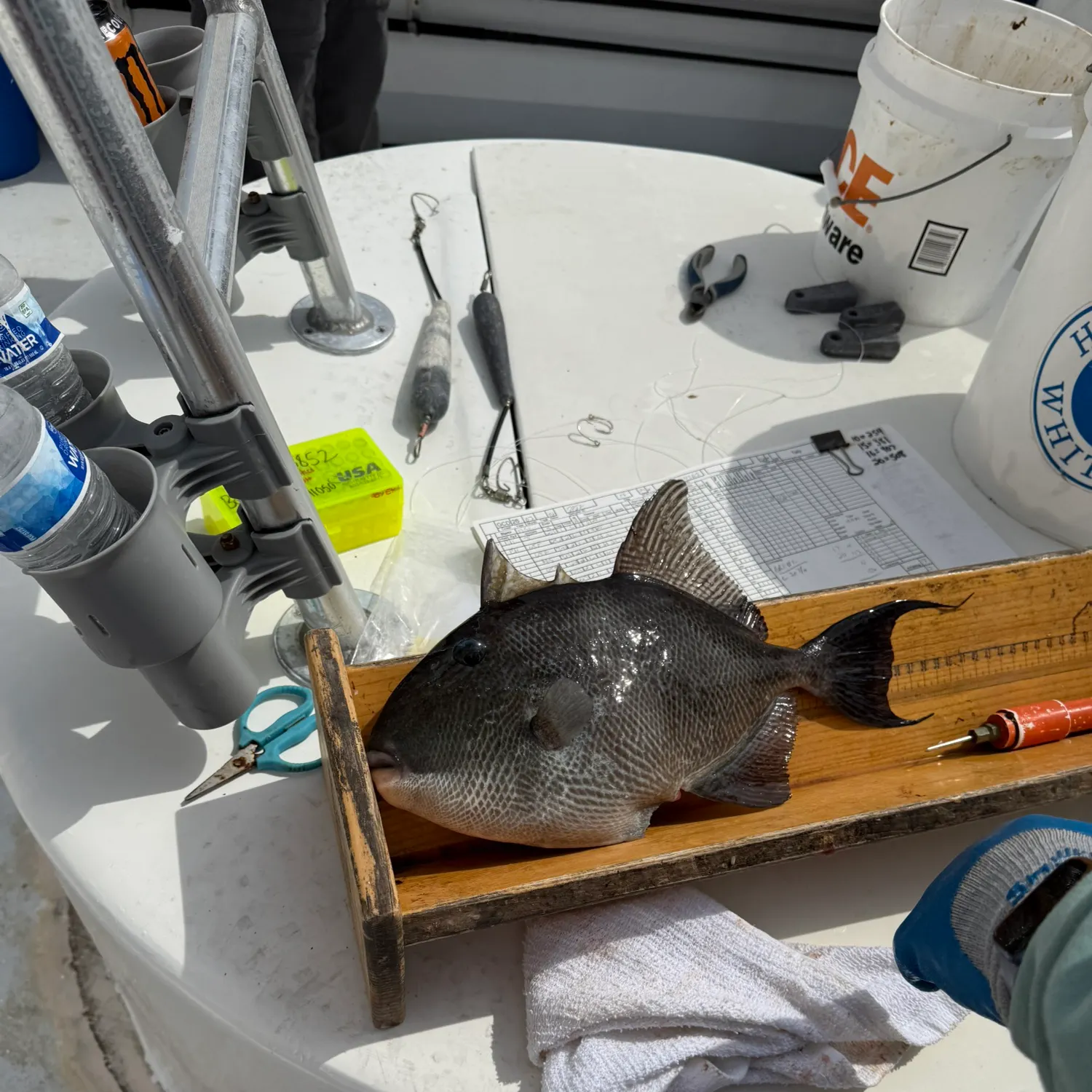 The most recent Grey triggerfish catches on Fishbrain