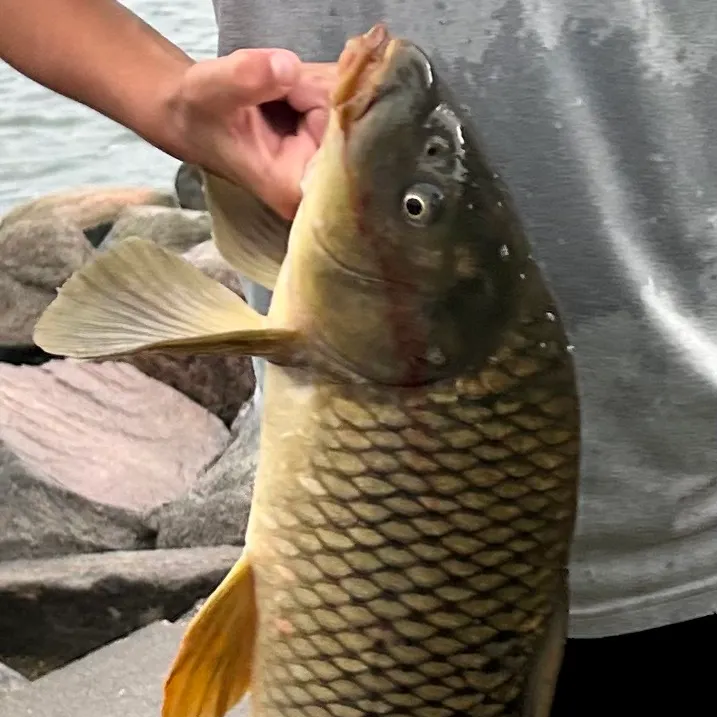 Common carp caught on Fishbrain