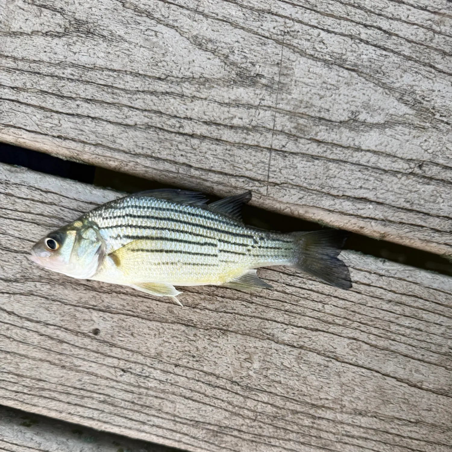 Yellow bass caught on Fishbrain