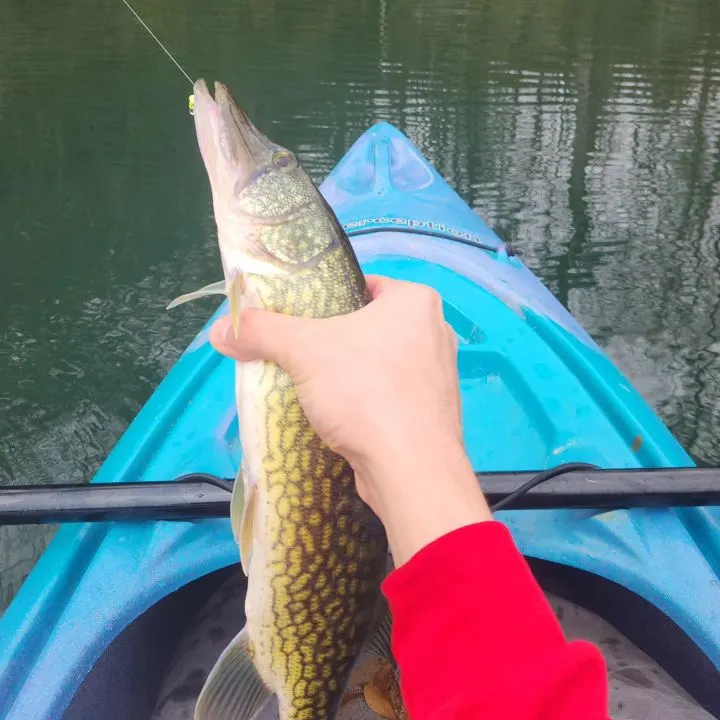 The most recent Chain pickerel catches on Fishbrain