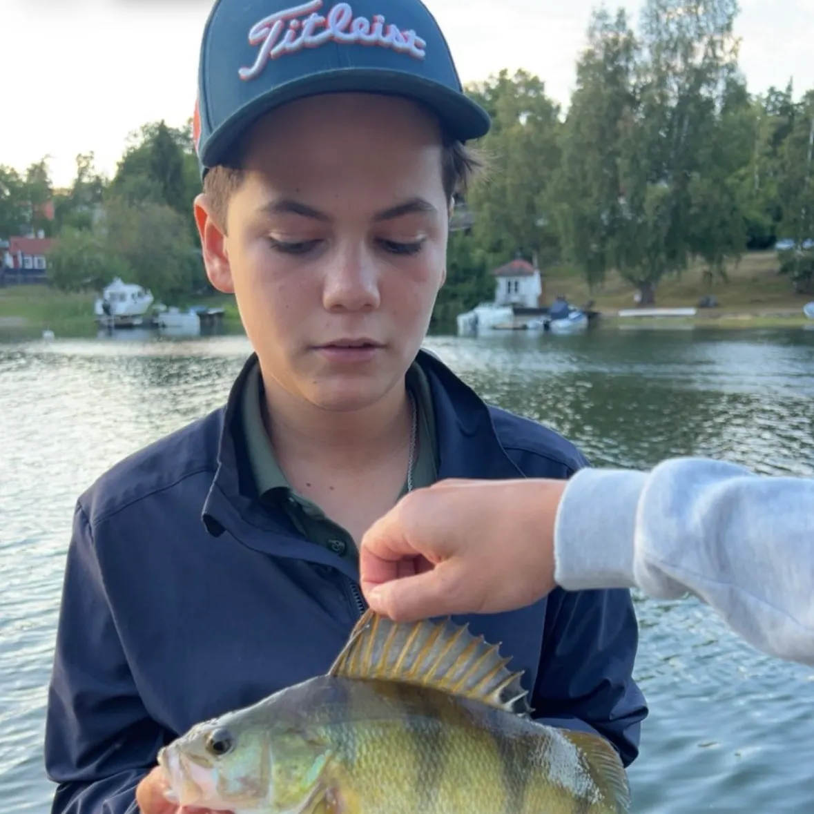 European perch caught on Fishbrain