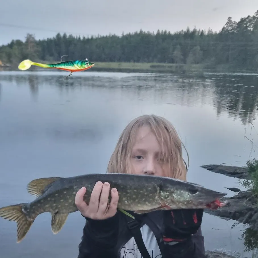 Northern pike caught on Fishbrain