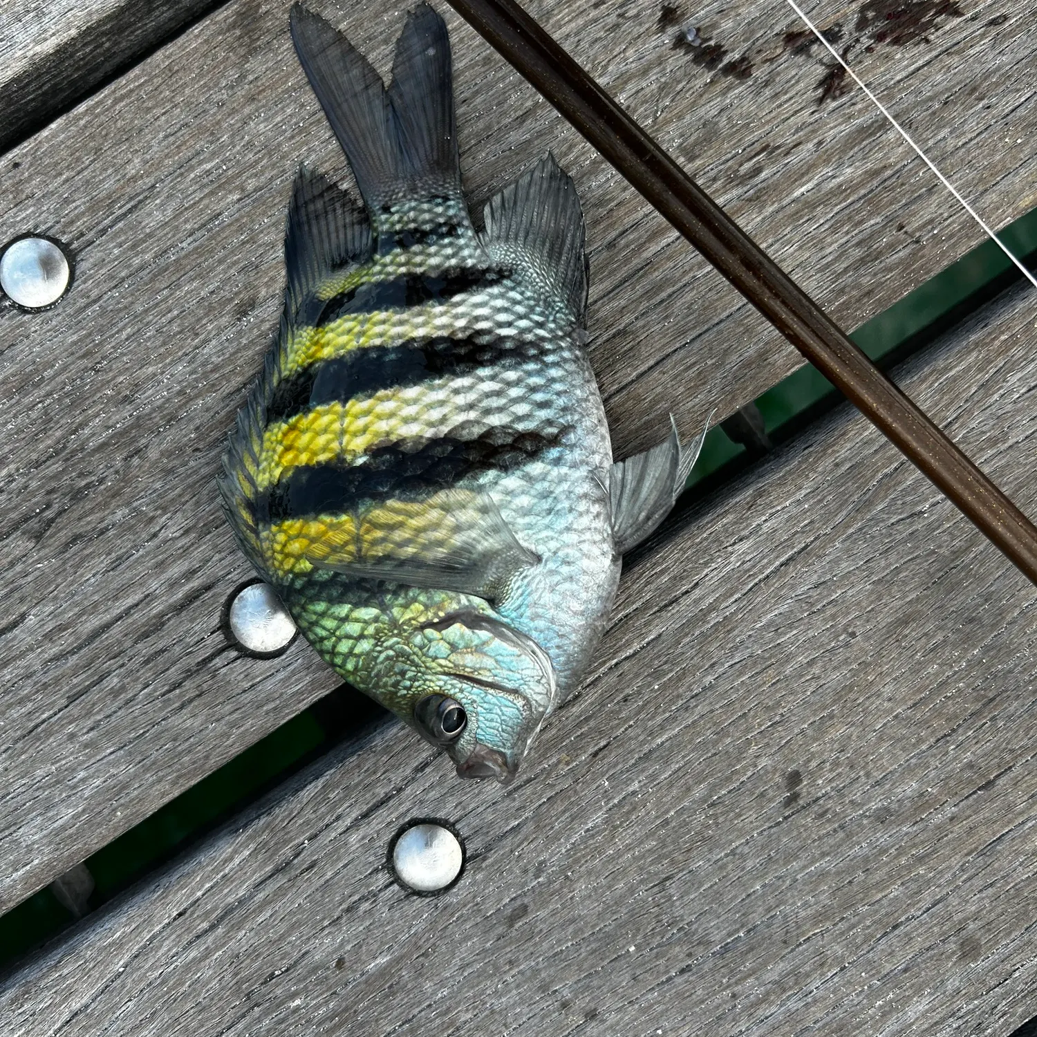 The most recent Sheepshead catches on Fishbrain