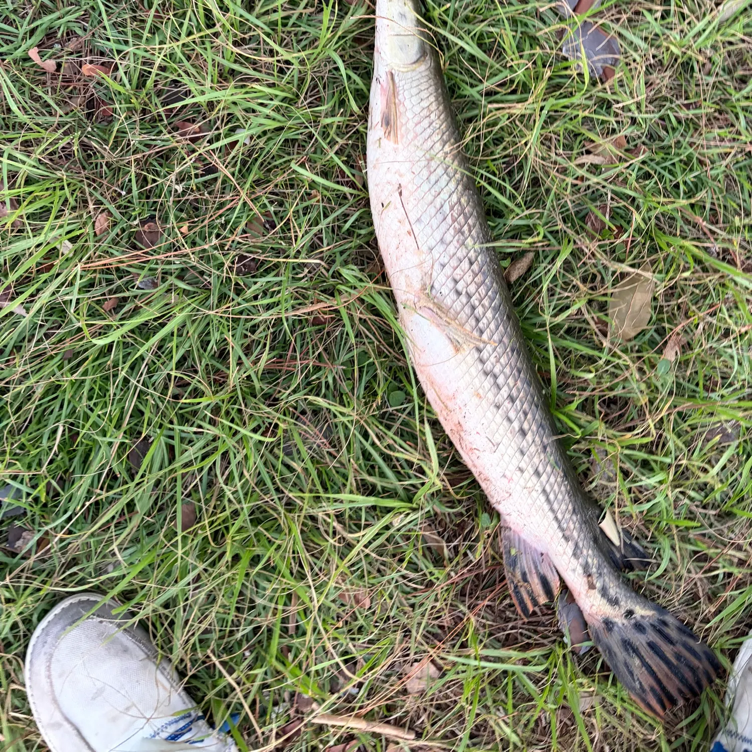 Spotted gar caught on Fishbrain