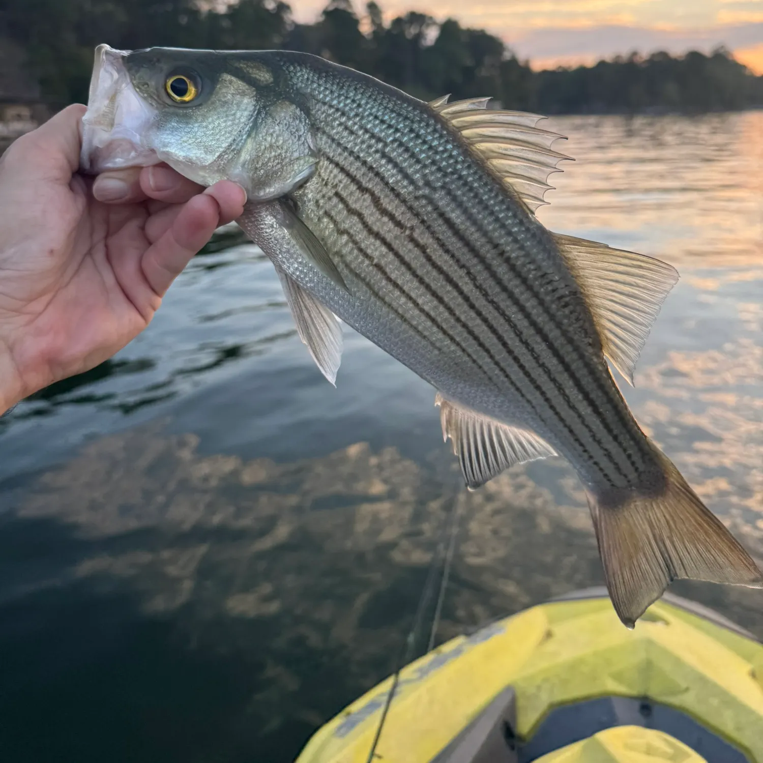 Striped bass caught on Fishbrain