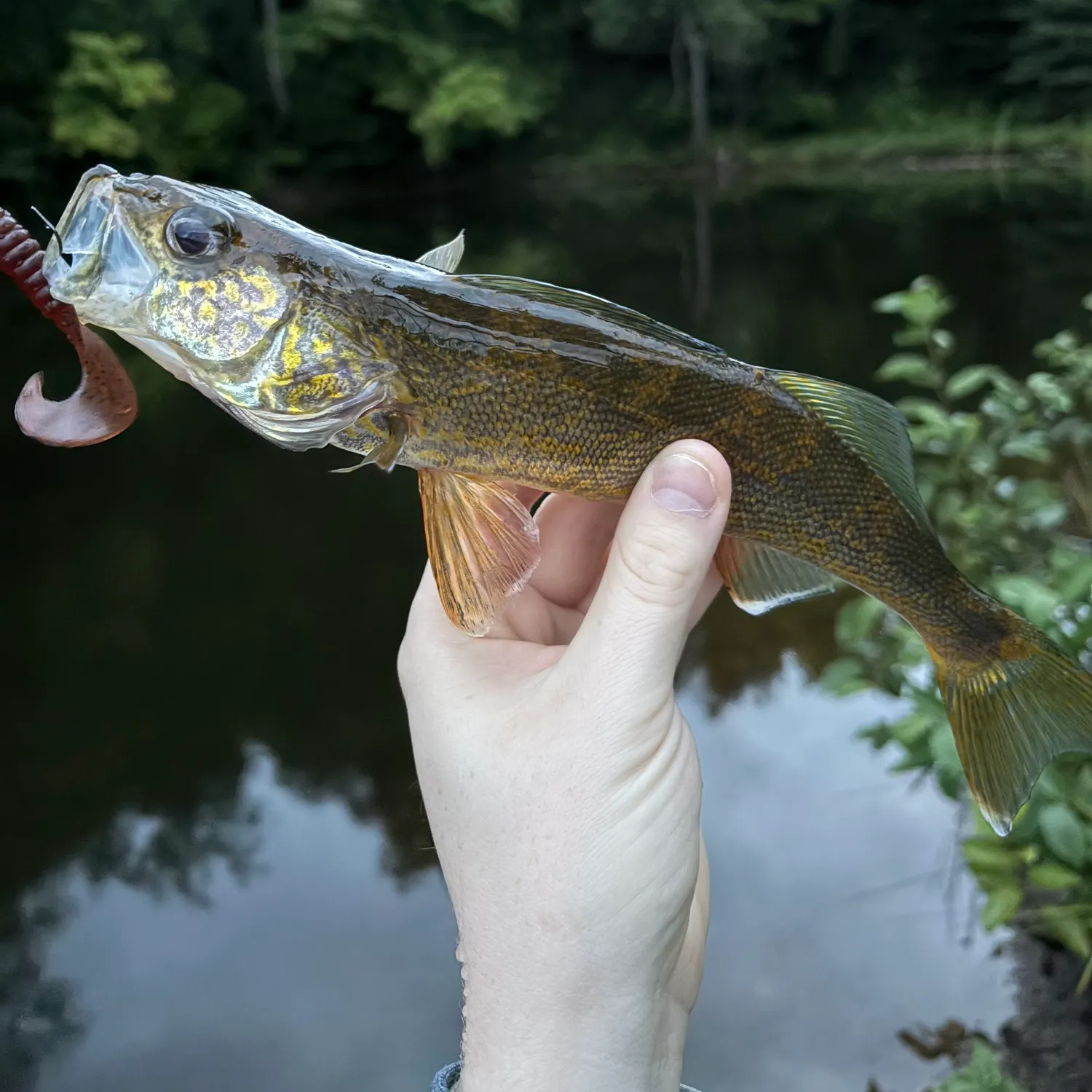 Walleye caught on Fishbrain