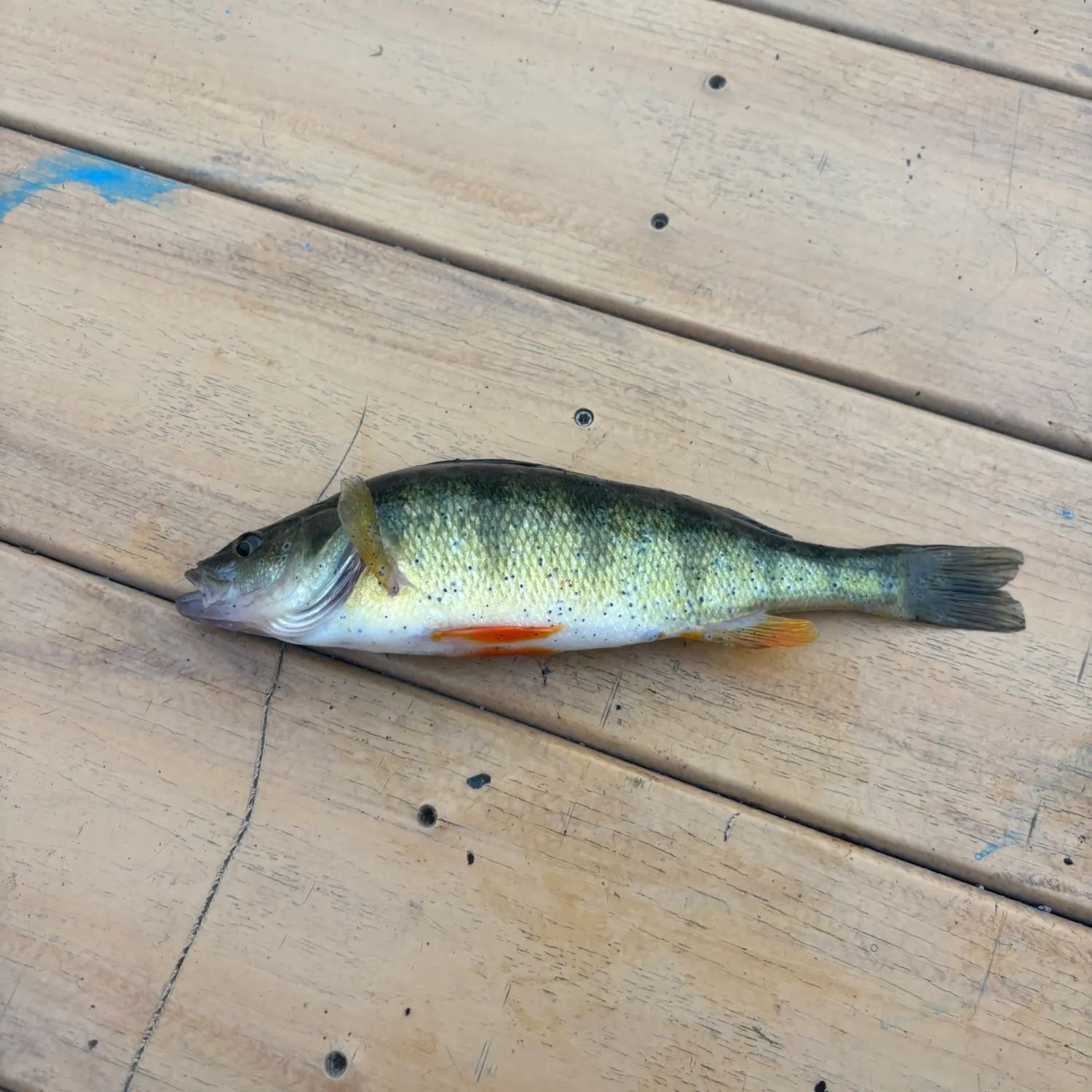 Yellow perch caught on Fishbrain