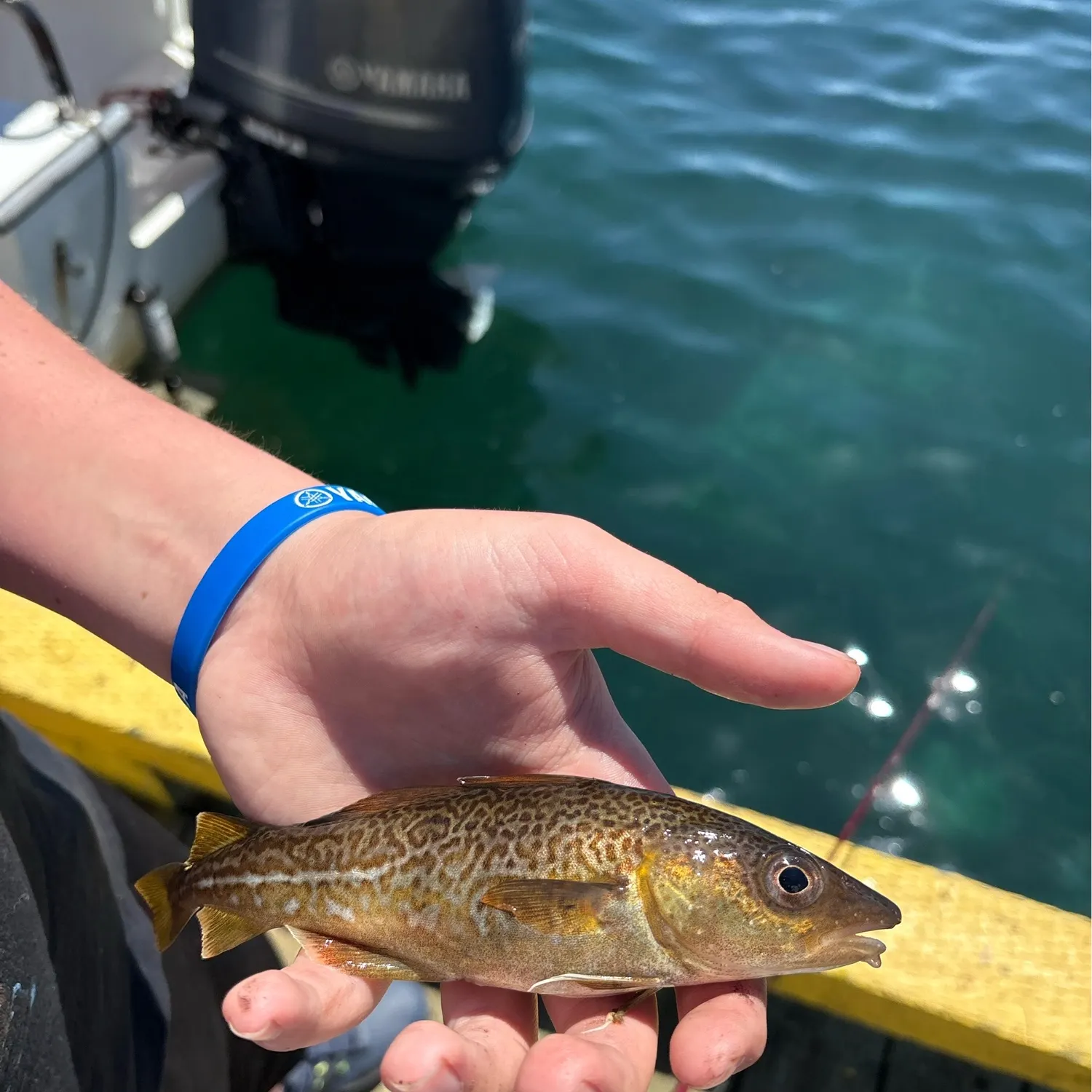 The most recent Atlantic tomcod catches on Fishbrain