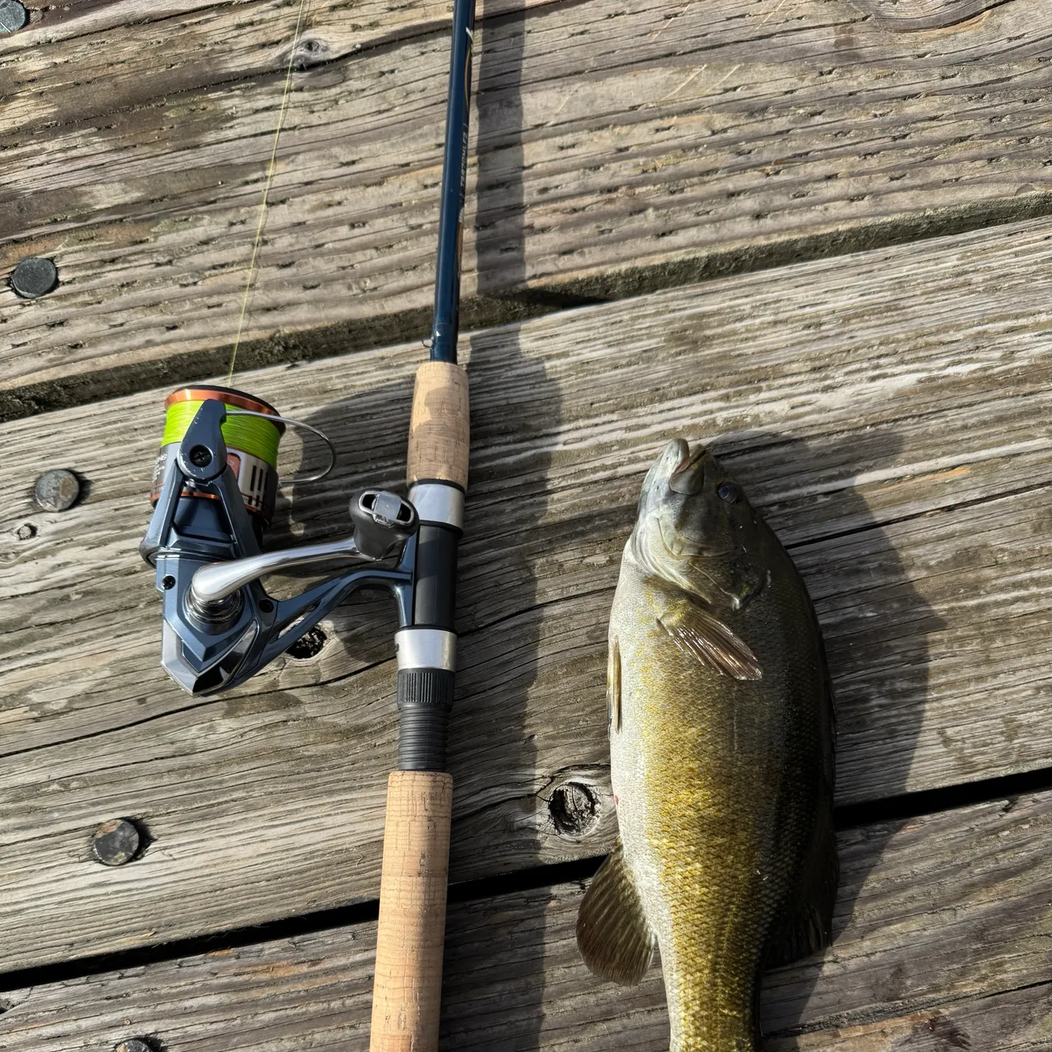Smallmouth bass caught on Fishbrain