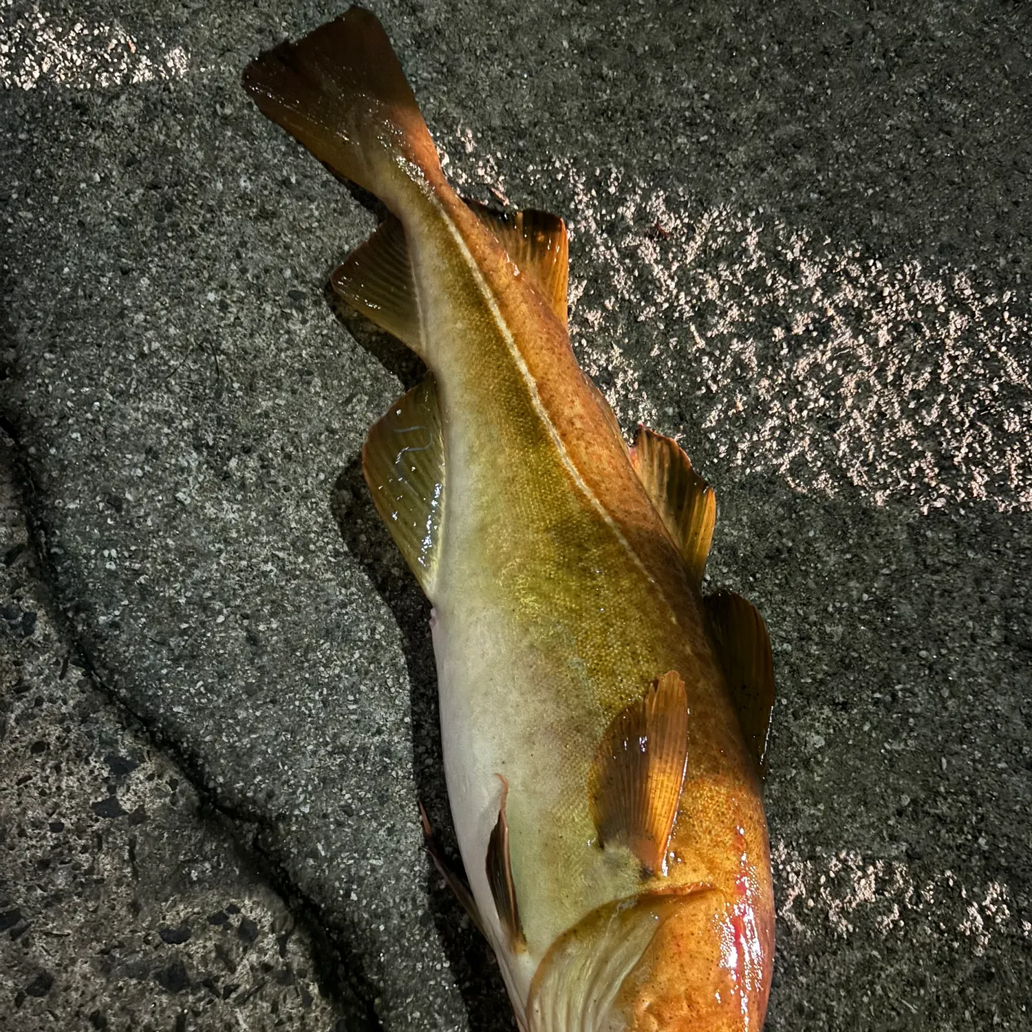 The most recent Atlantic cod catches on Fishbrain