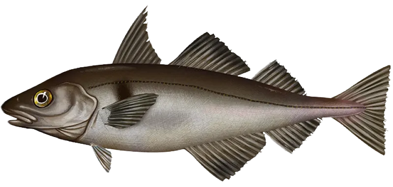 Haddock