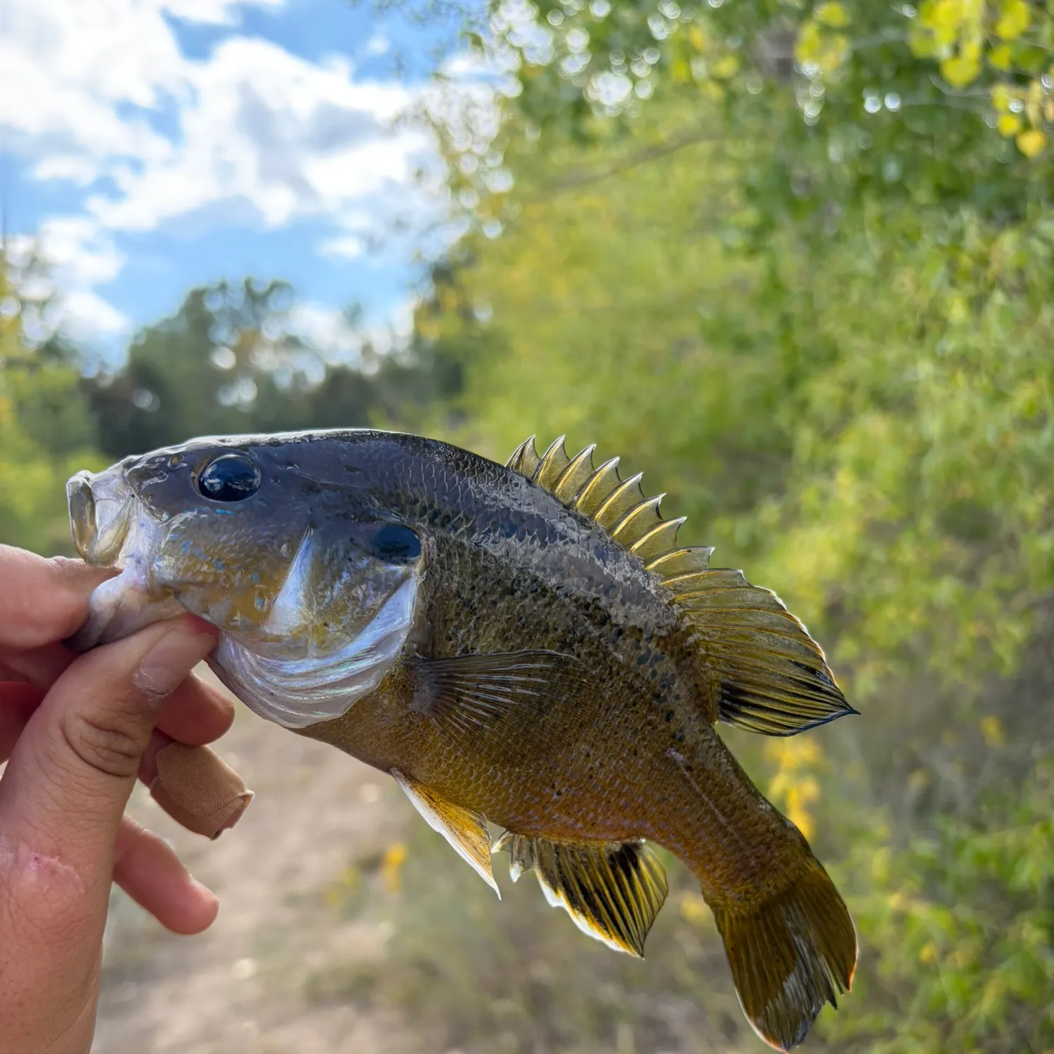 Green sunfish caught on Fishbrain