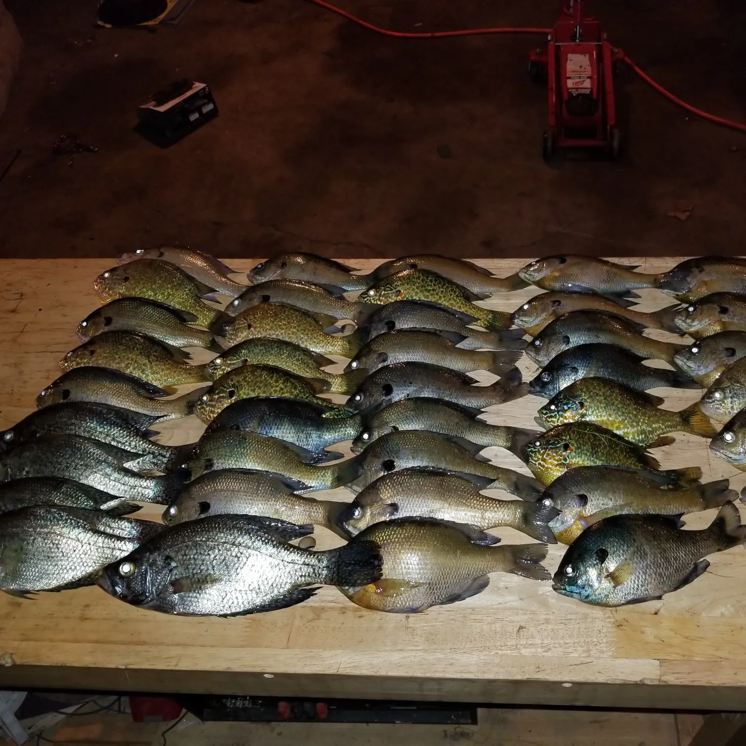 recently logged catches