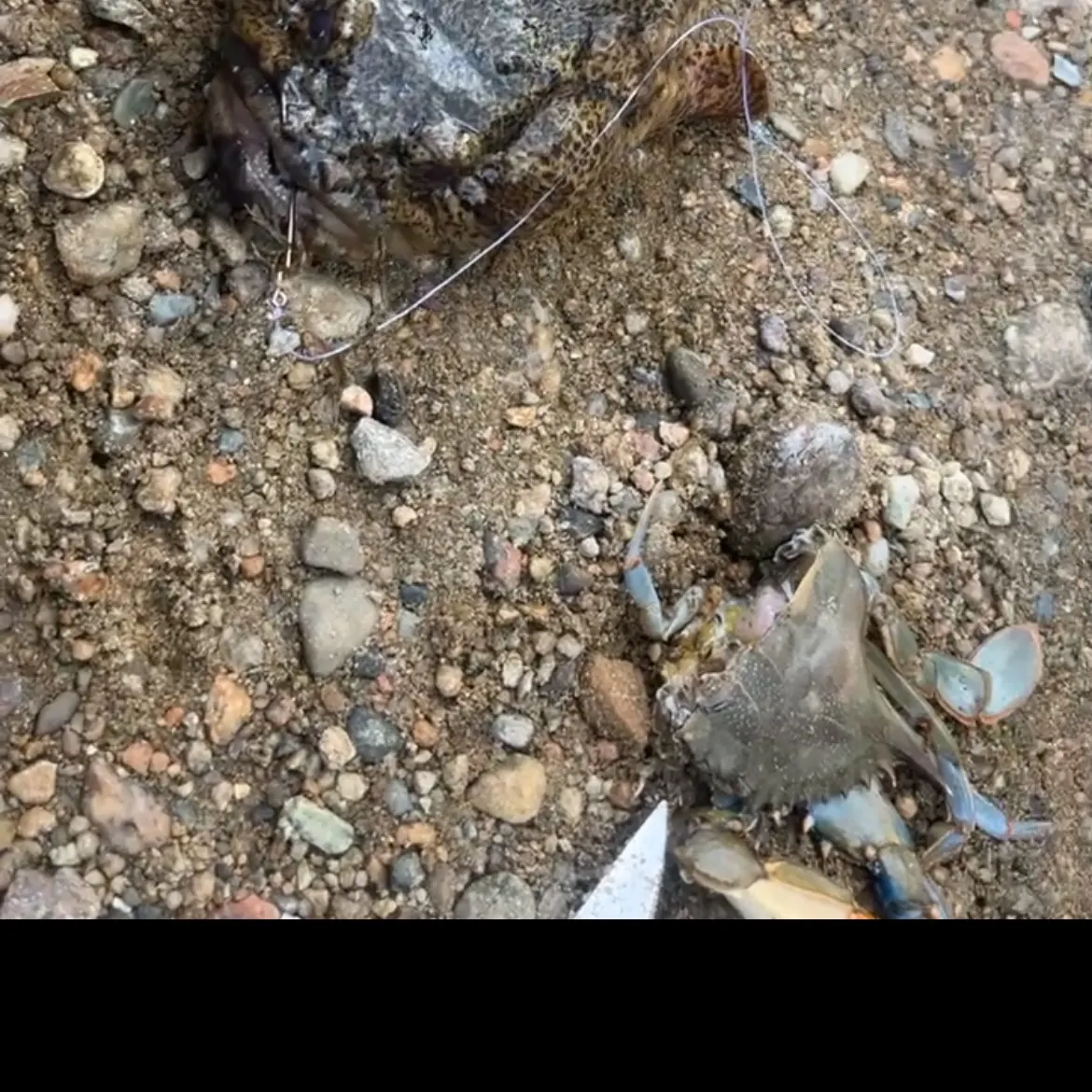 Oyster toadfish caught on Fishbrain
