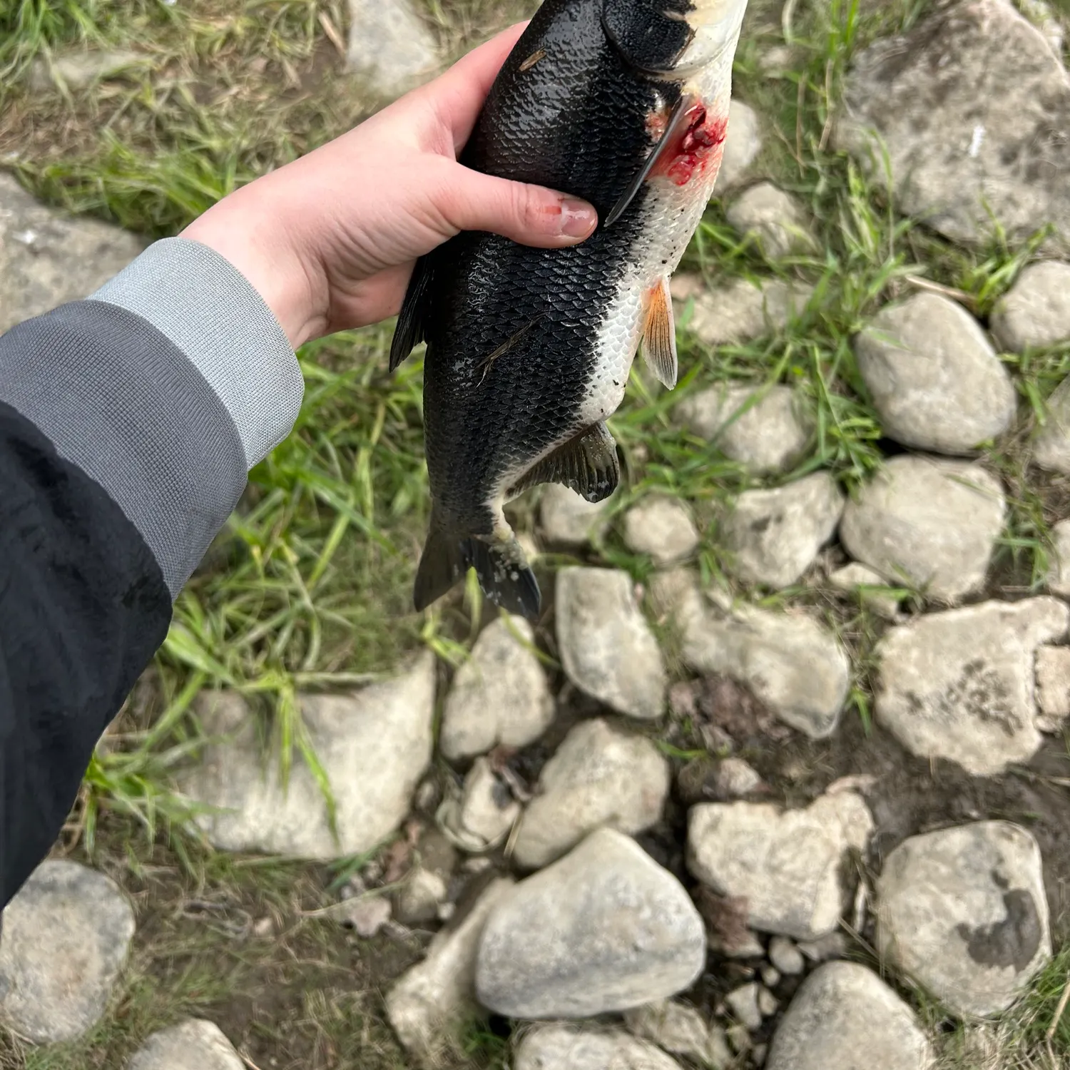 The most recent Vimba bream catches on Fishbrain