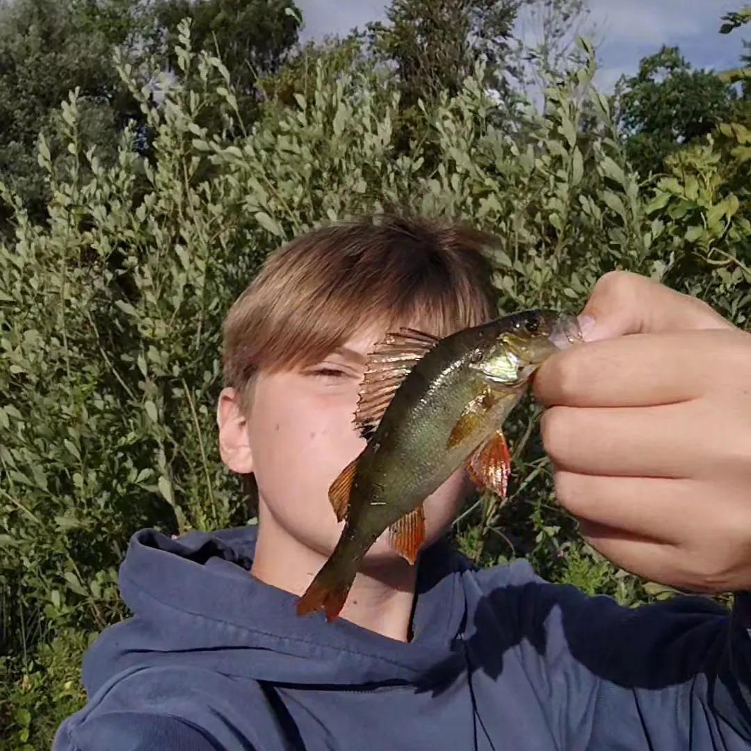European perch caught on Fishbrain