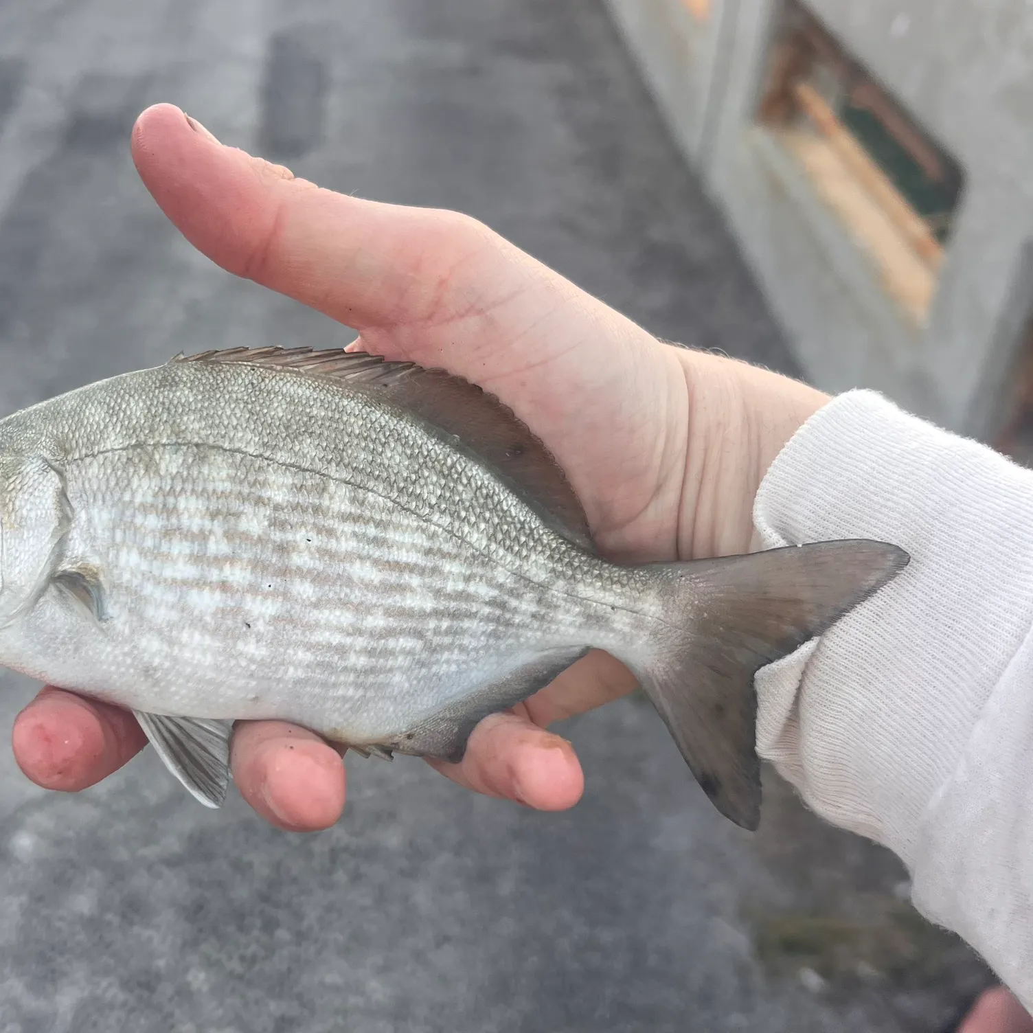 The most recent Bermuda sea chub catches on Fishbrain