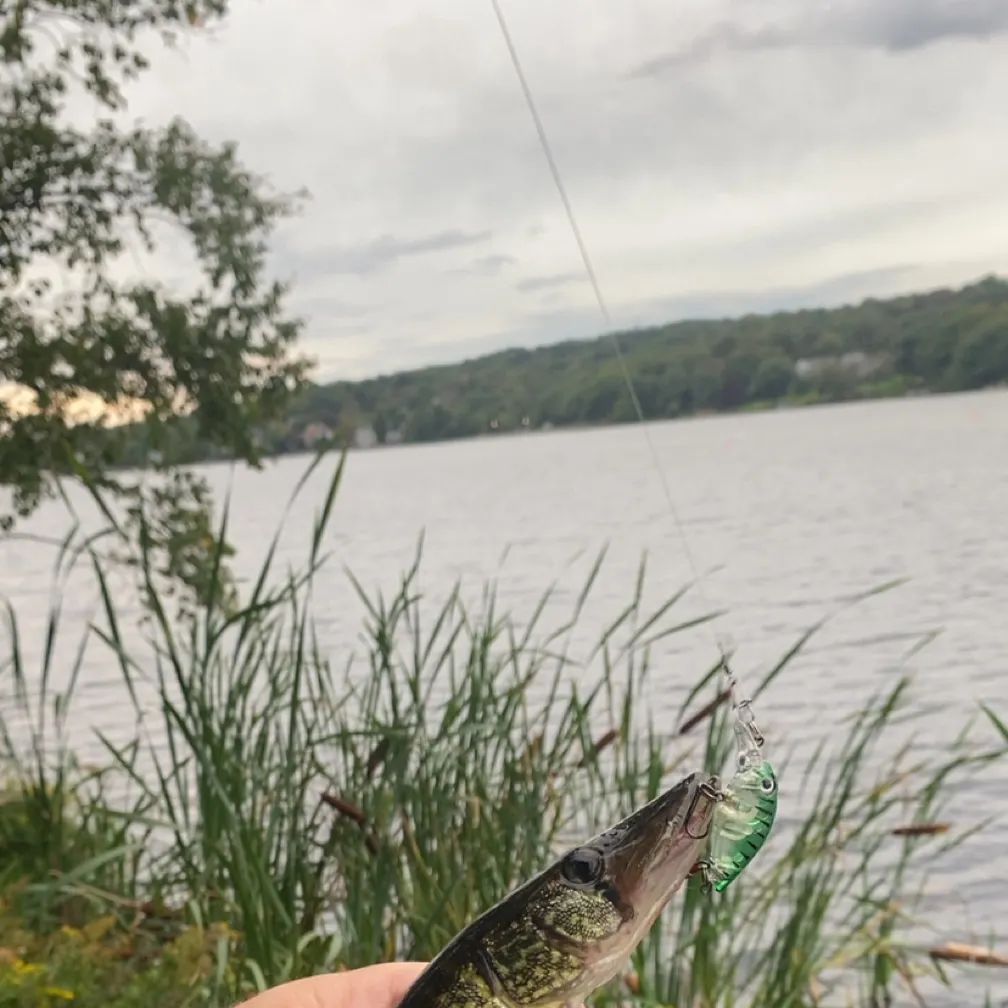 Chain pickerel caught on Fishbrain