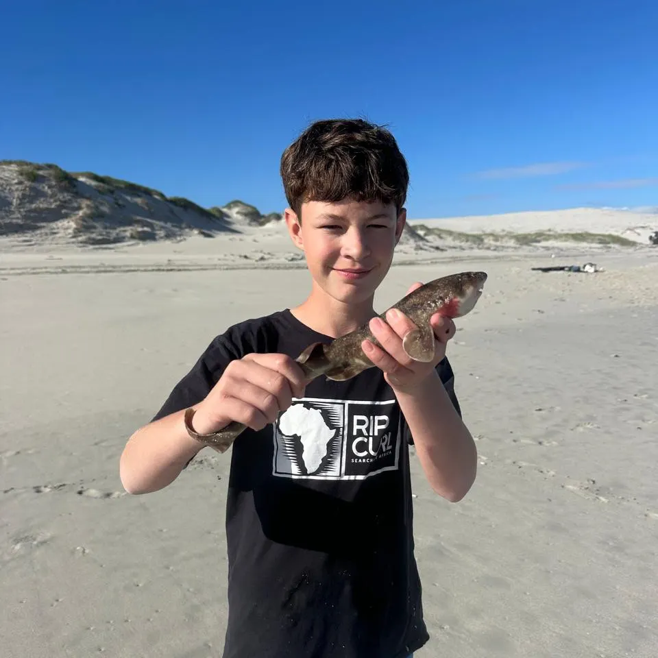 The most recent Puffadder shyshark catches on Fishbrain