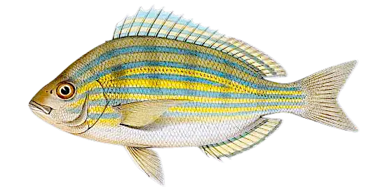 Fishing in Corpus Christi, TX (United States) ️️️️ Find Spots, Species ...