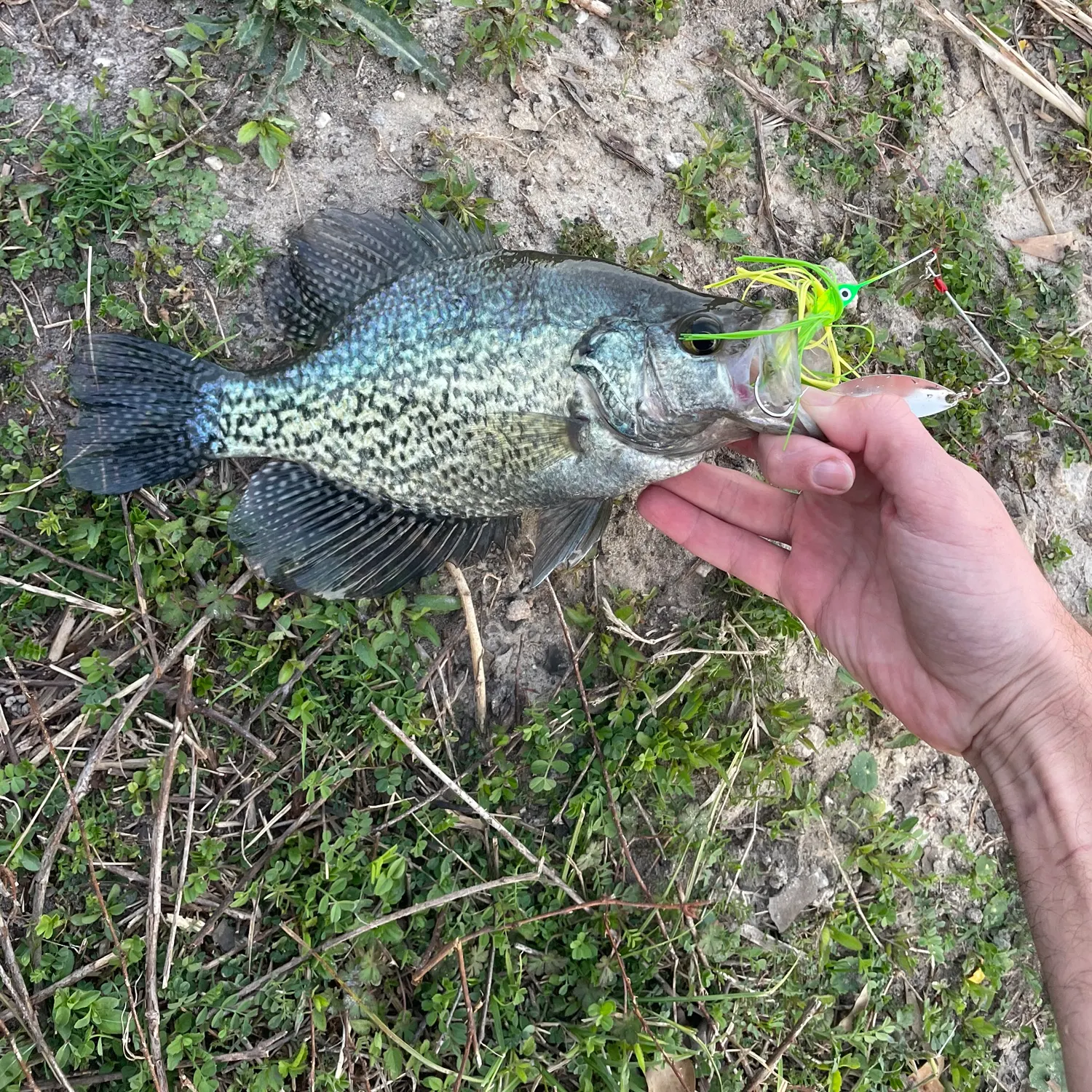 angler catch