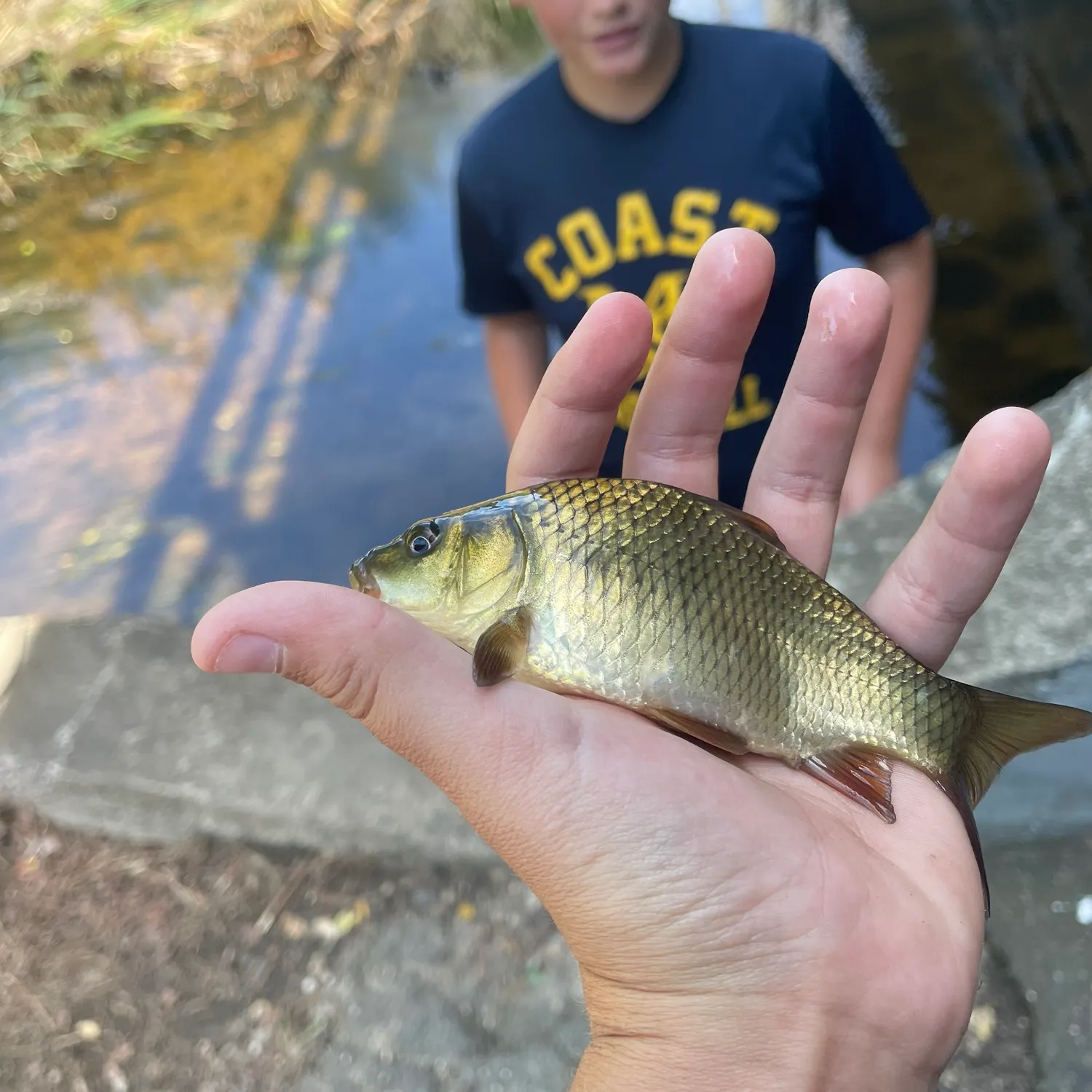 Common carp caught on Fishbrain