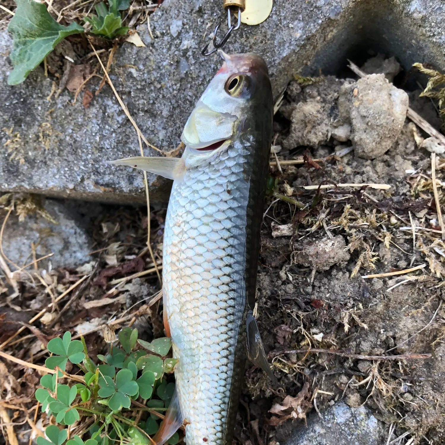 European chub caught on Fishbrain