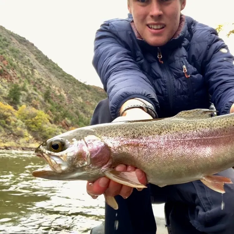 Rainbow trout caught on Fishbrain