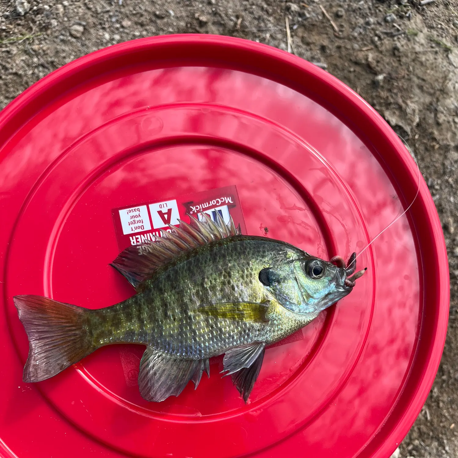 Bluegill caught on Fishbrain