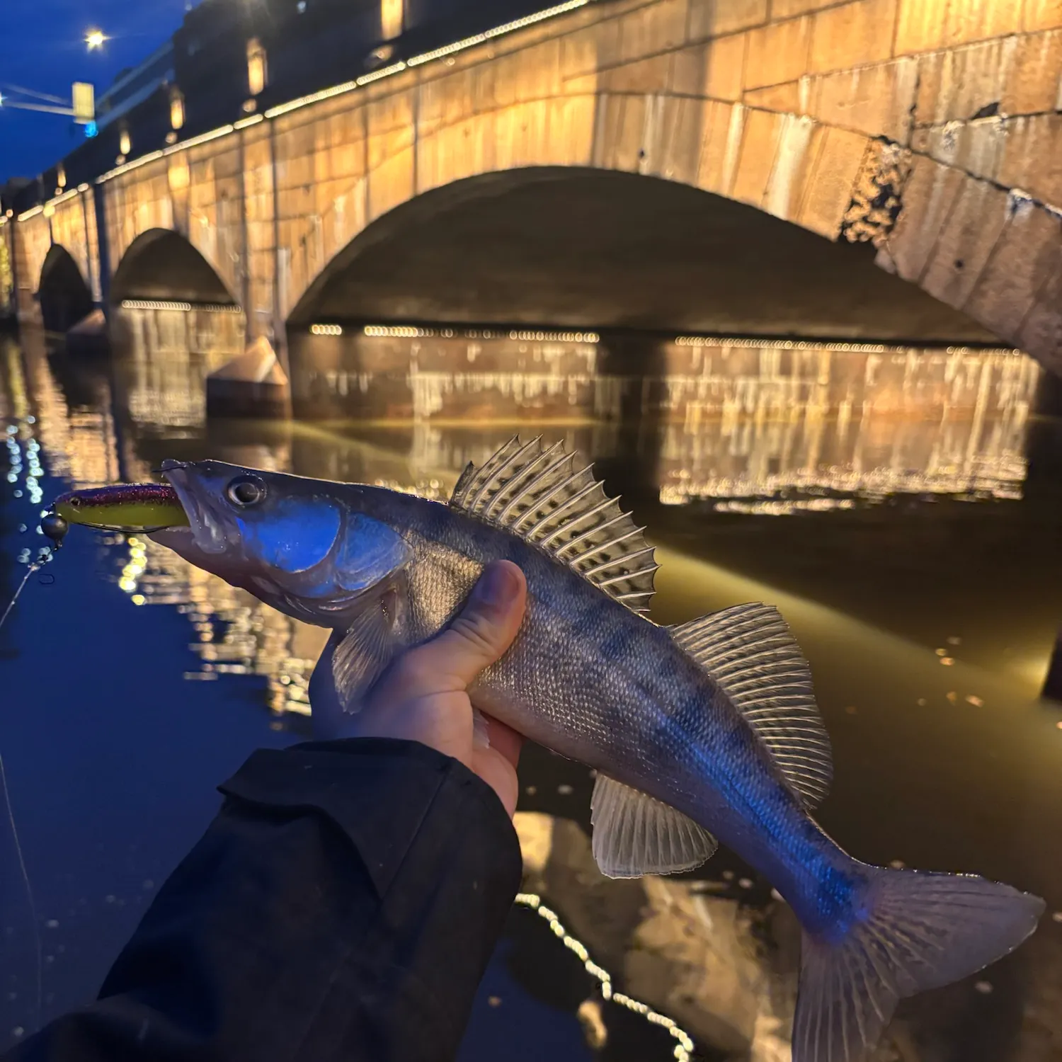 Zander caught on Fishbrain