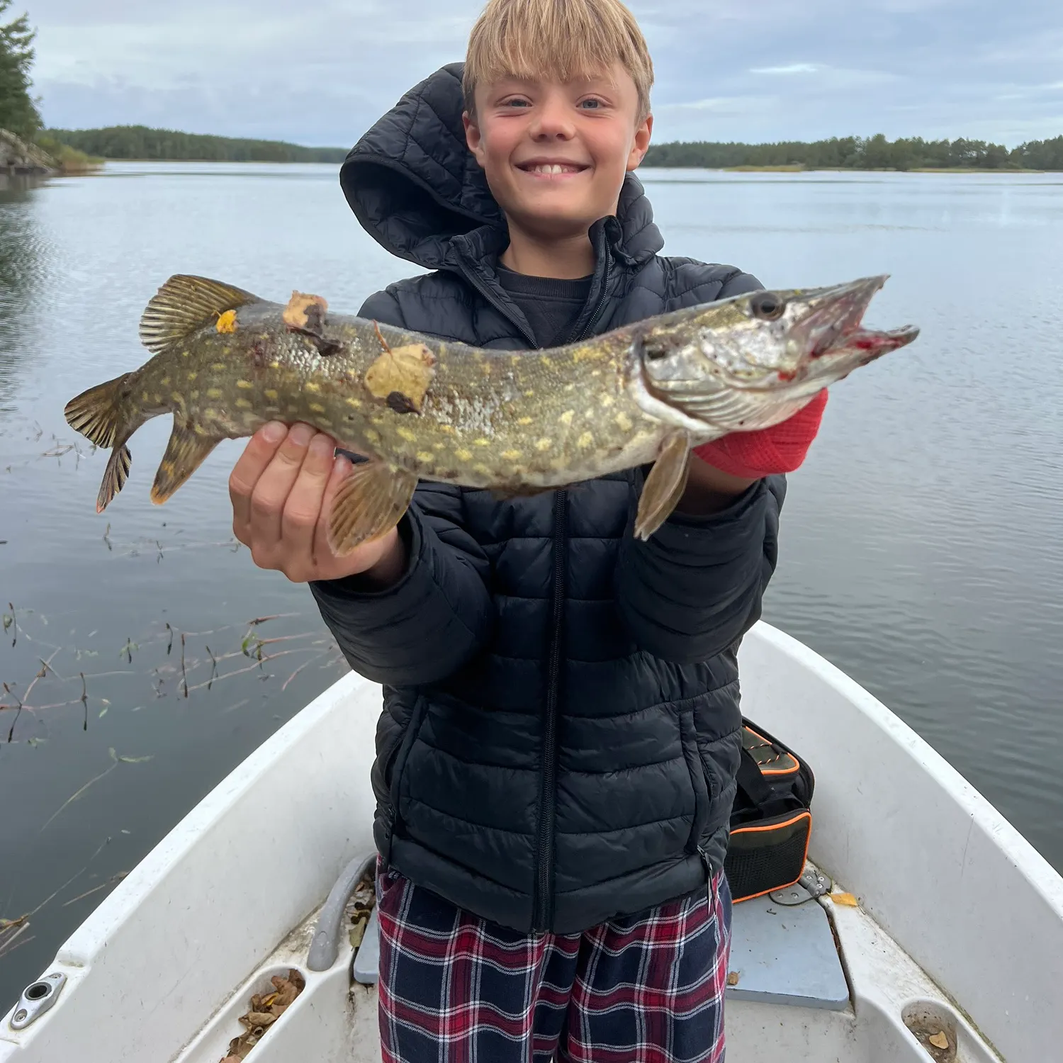 Northern pike caught on Fishbrain