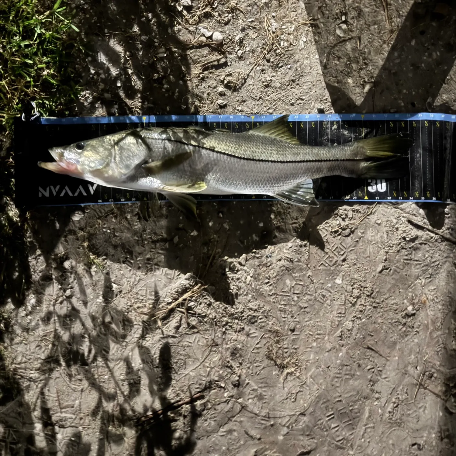 Common snook caught on Fishbrain