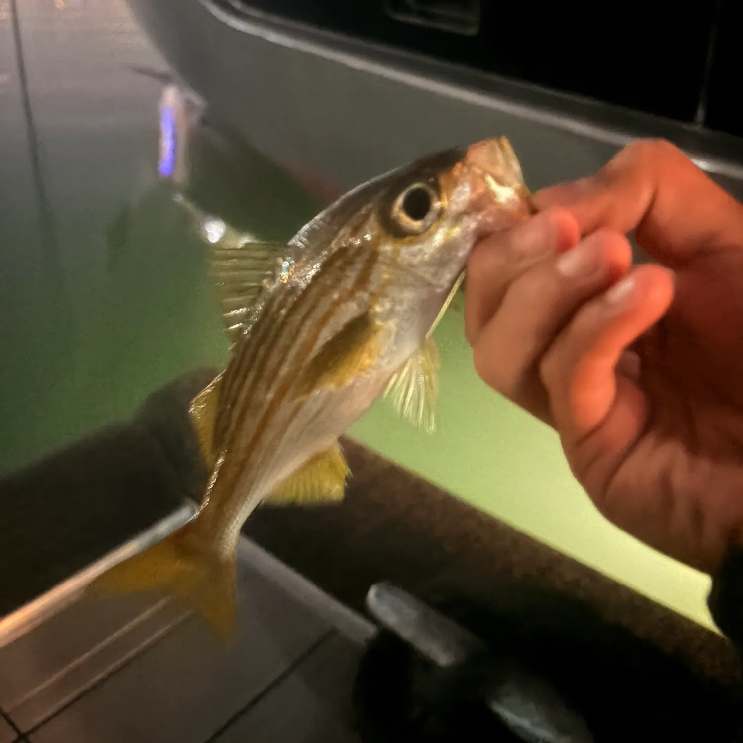 The most recent Striped mullet catches on Fishbrain