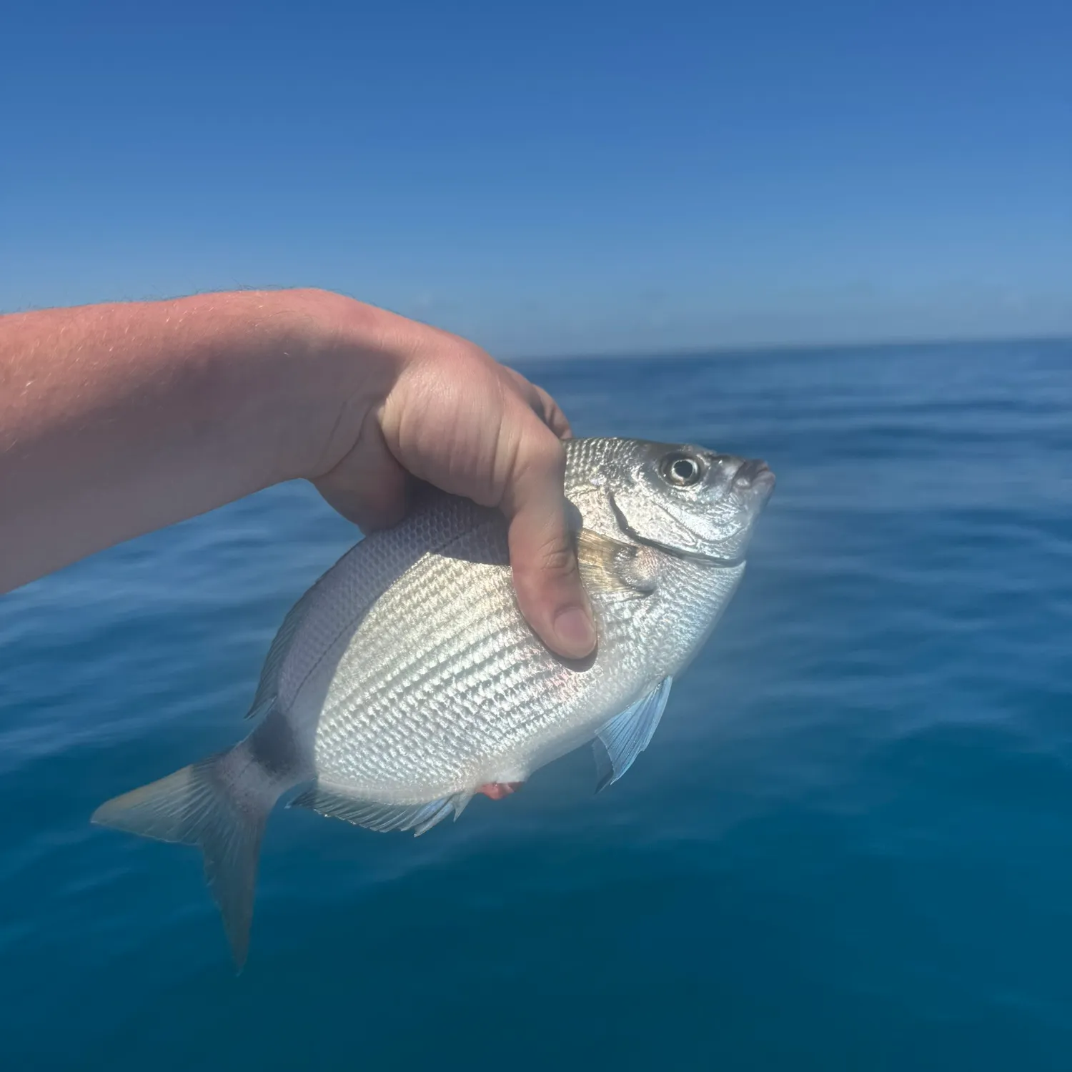 The most recent Spottail seabream catches on Fishbrain