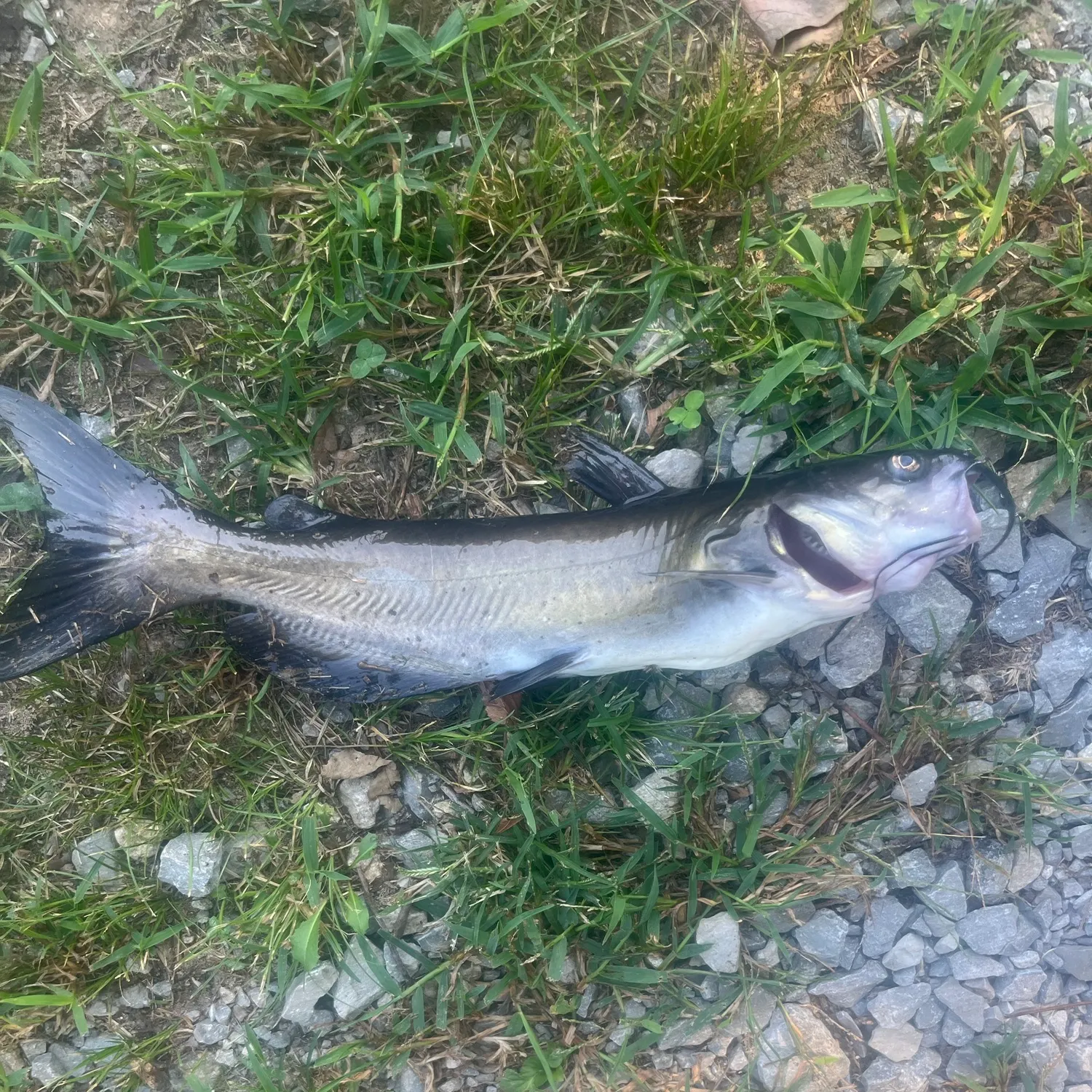 Channel catfish caught on Fishbrain