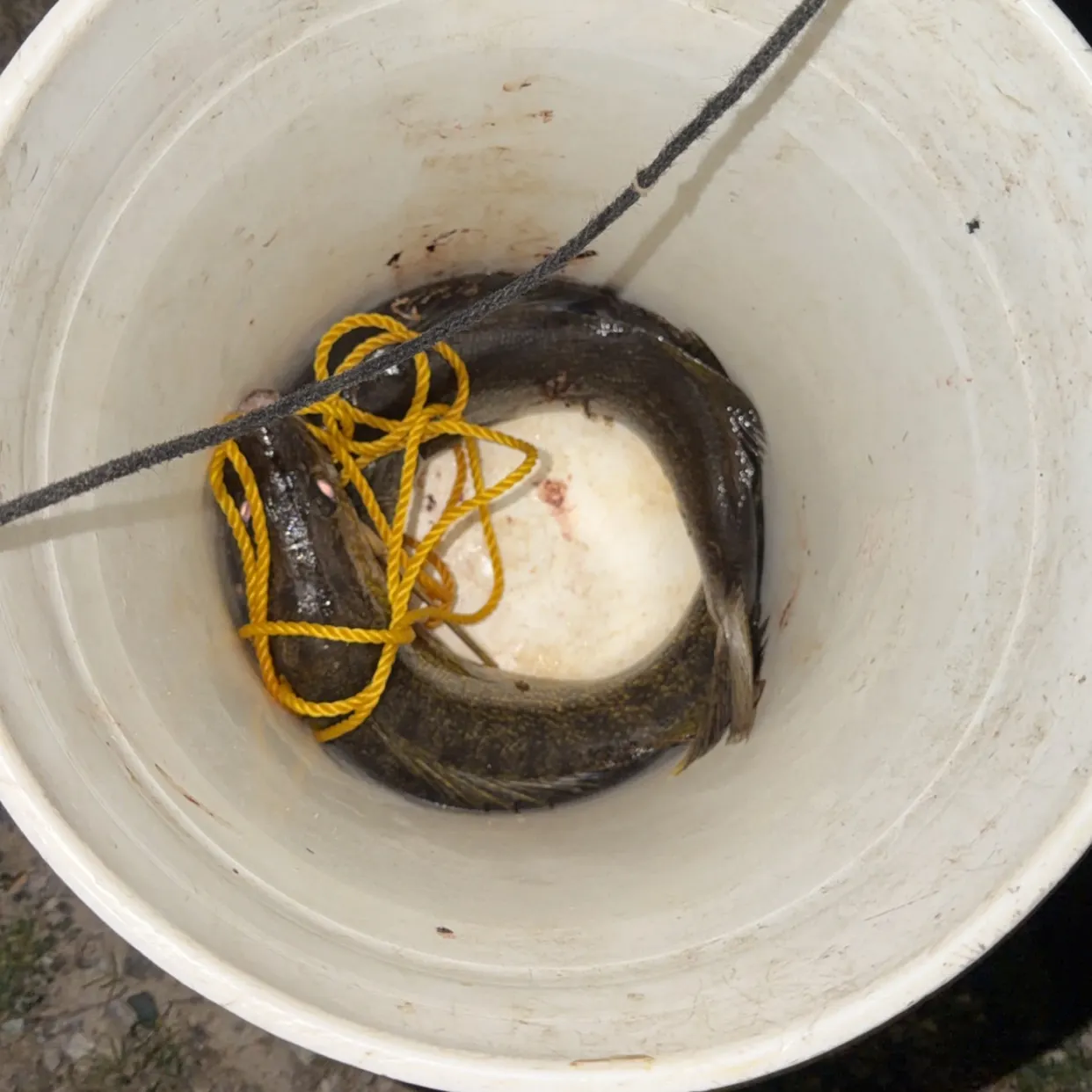 Walleye caught on Fishbrain