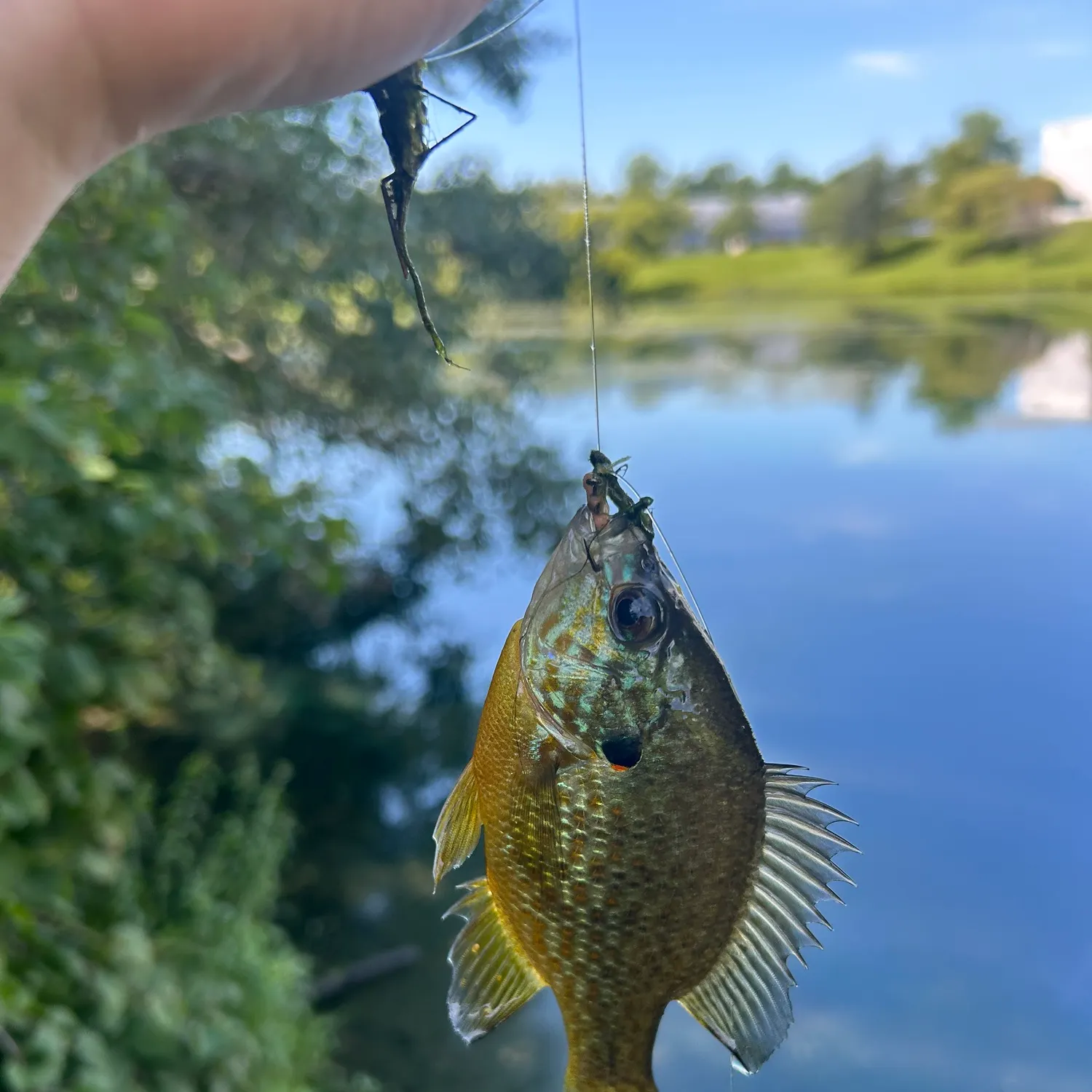 Bluegill caught on Fishbrain