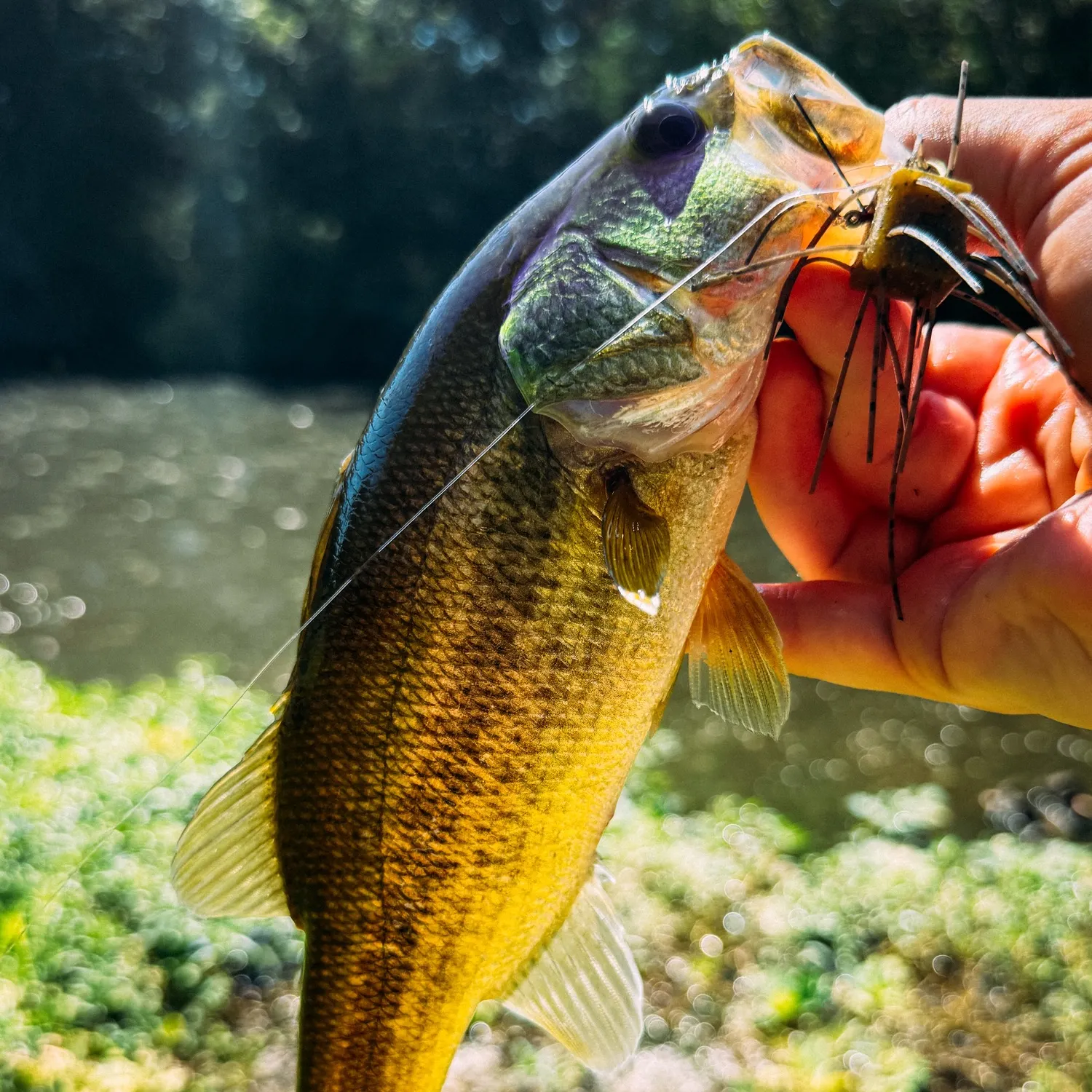 Largemouth bass caught on Fishbrain