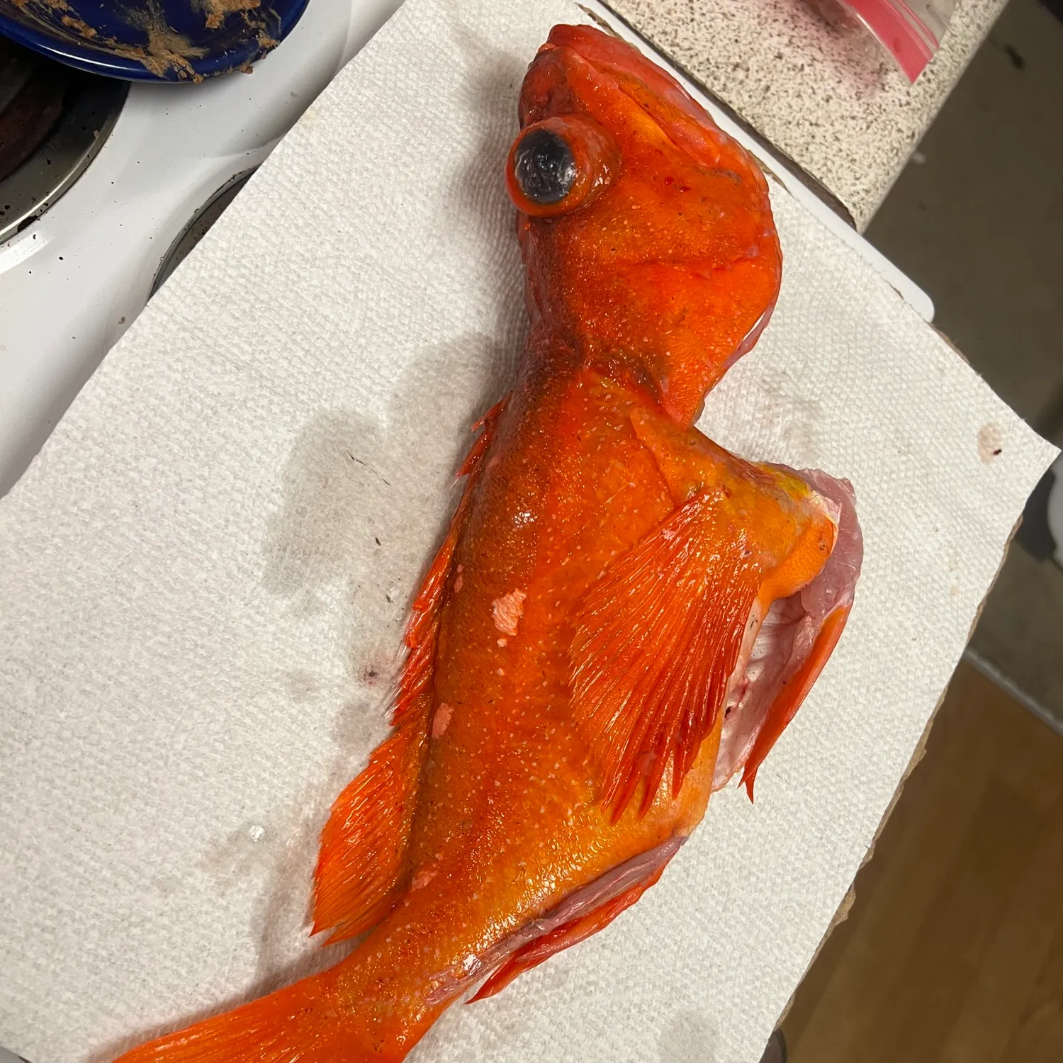 The most recent Shortspine thornyhead catches on Fishbrain