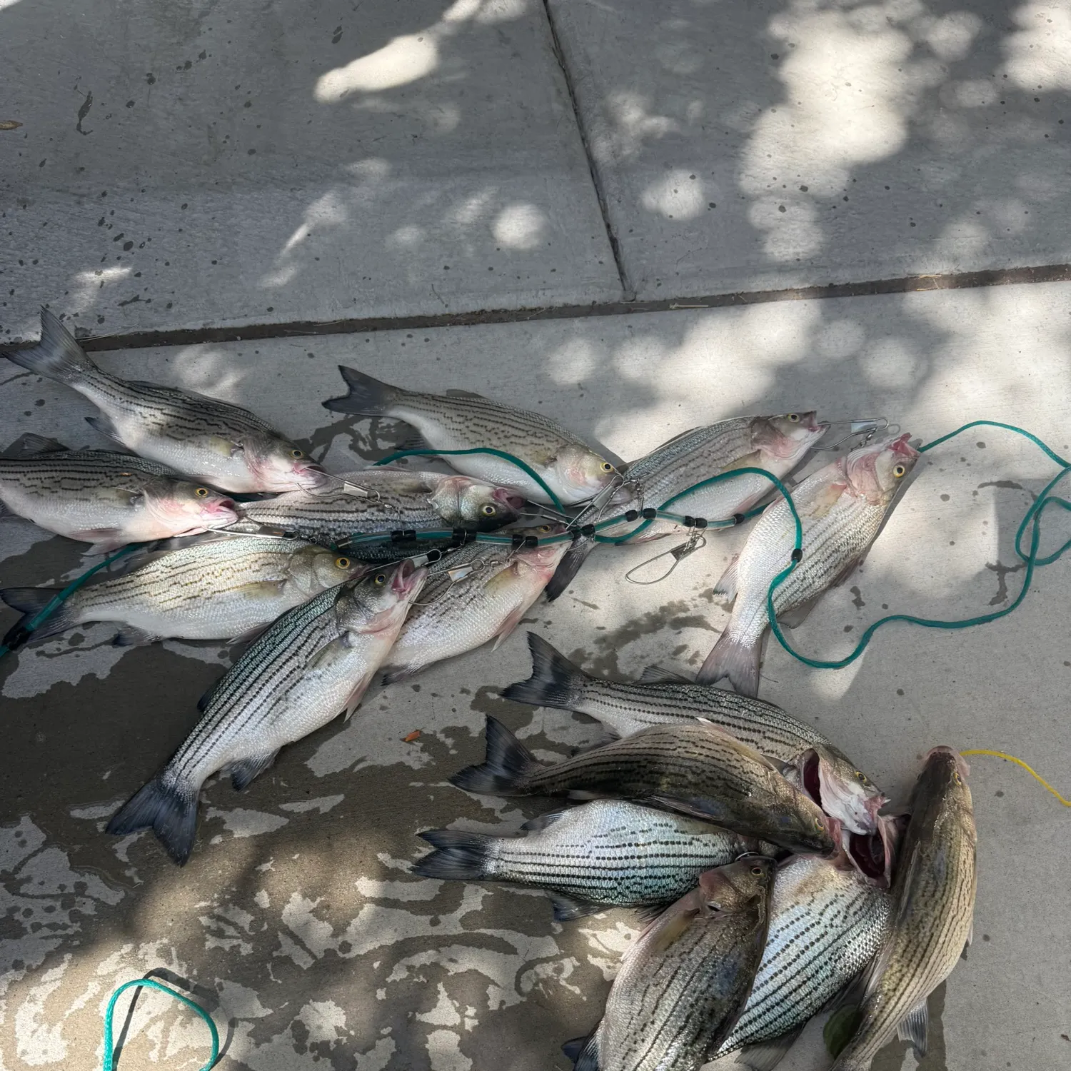 Wiper caught on Fishbrain