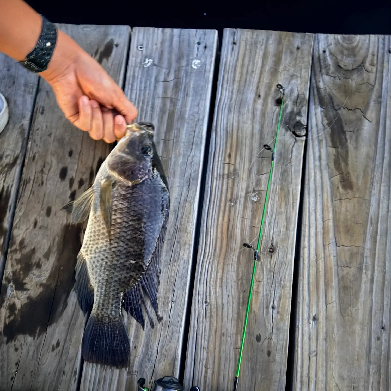 recently logged catches