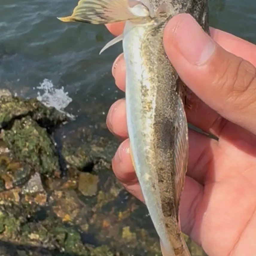 Pacific staghorn sculpin caught on Fishbrain