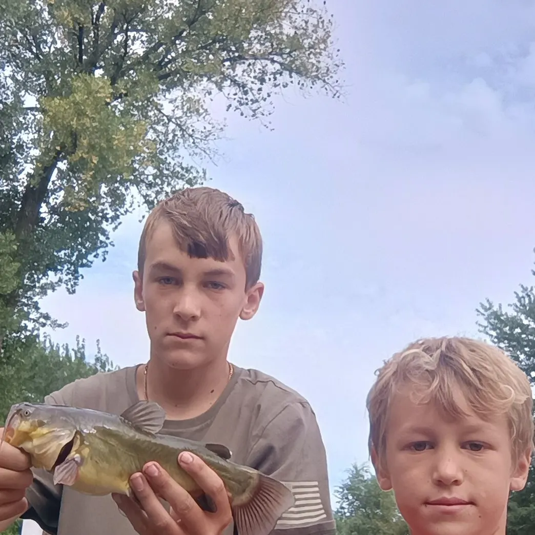 Yellow bullhead caught on Fishbrain