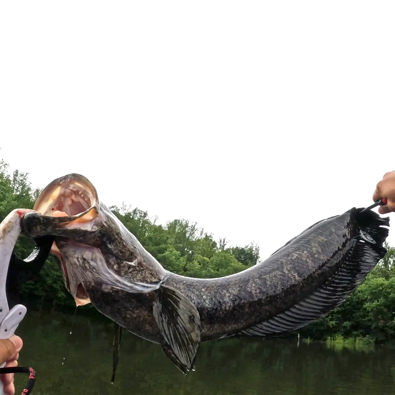 catch